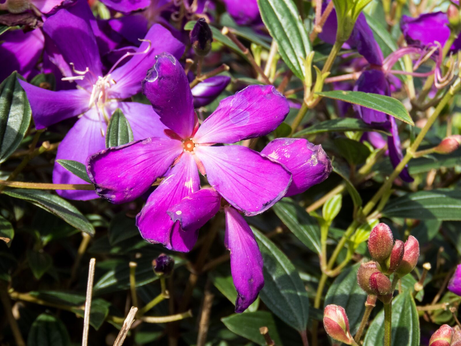 Canon PowerShot SX60 HS sample photo. Plant, flower, pink photography