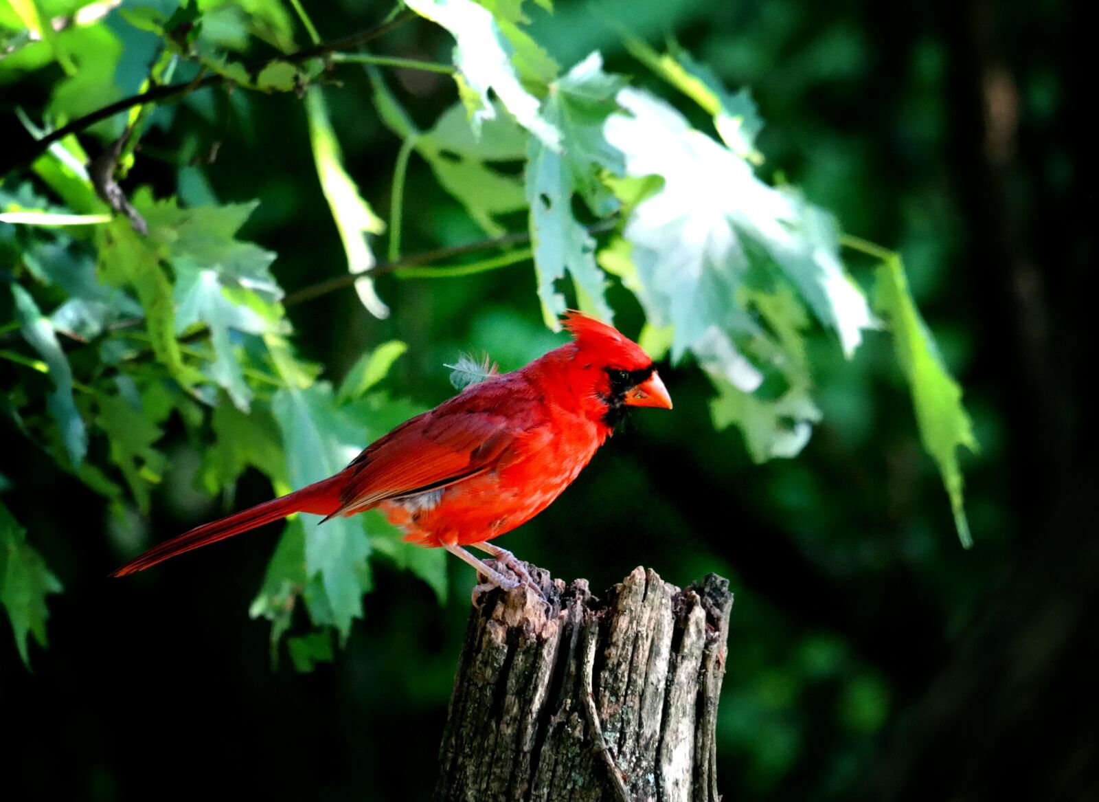 Samsung NX300 sample photo. Cardinal, male cardinal, red photography