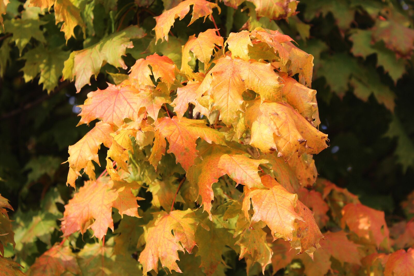 Canon EOS 1200D (EOS Rebel T5 / EOS Kiss X70 / EOS Hi) sample photo. Clone, maple leaves, autumn photography