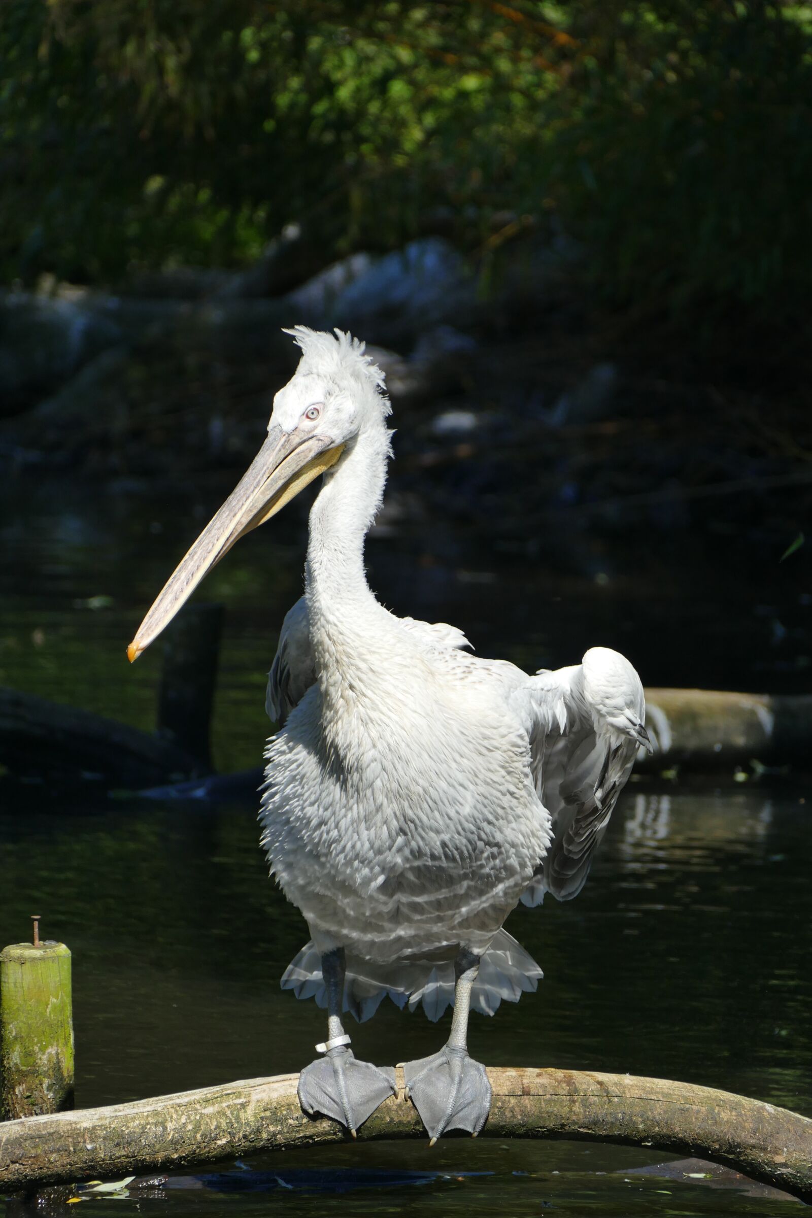 Panasonic Lumix DMC-FZ1000 sample photo. Pelikan, water, wing photography