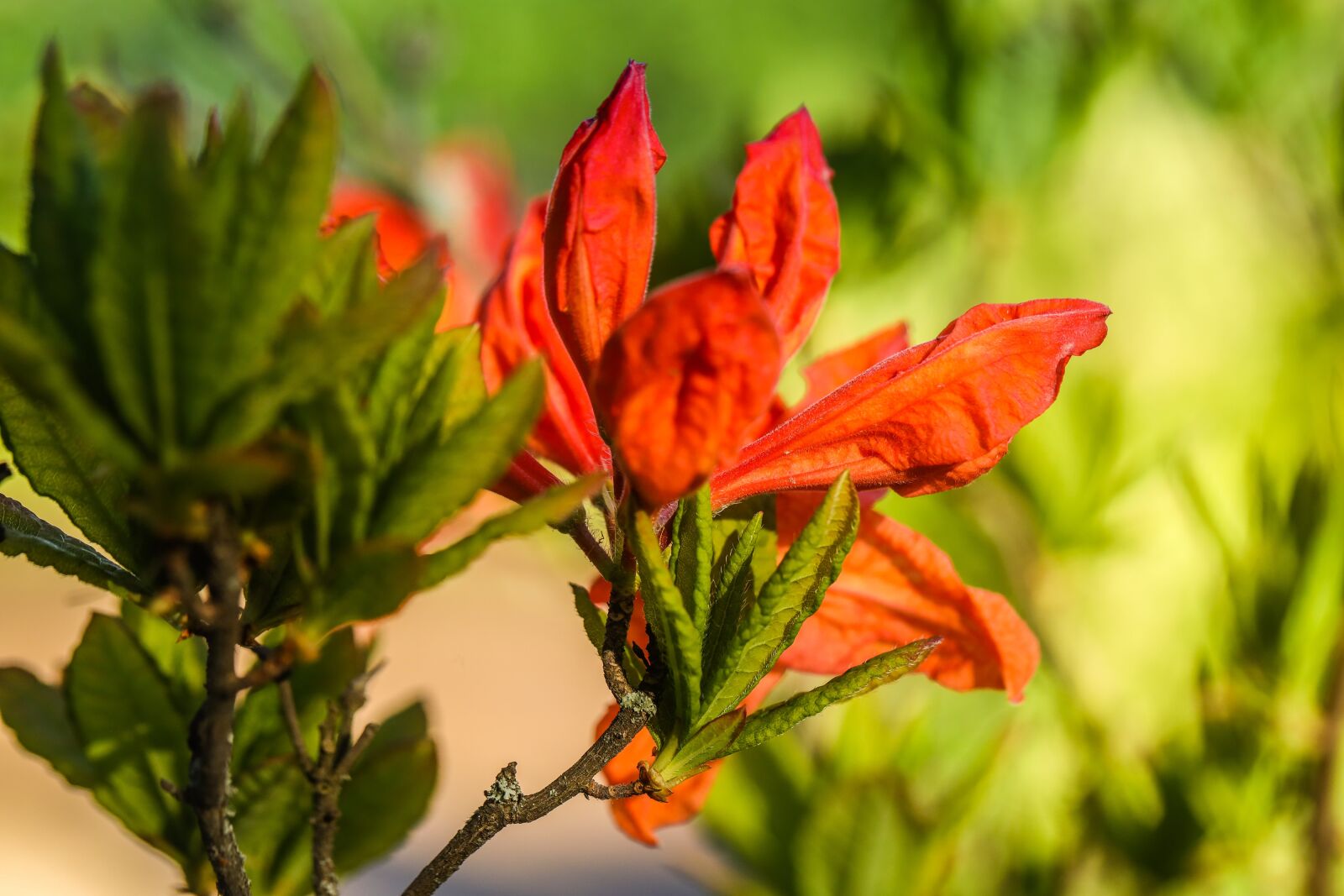Canon EOS R sample photo. Flower, red, garden photography