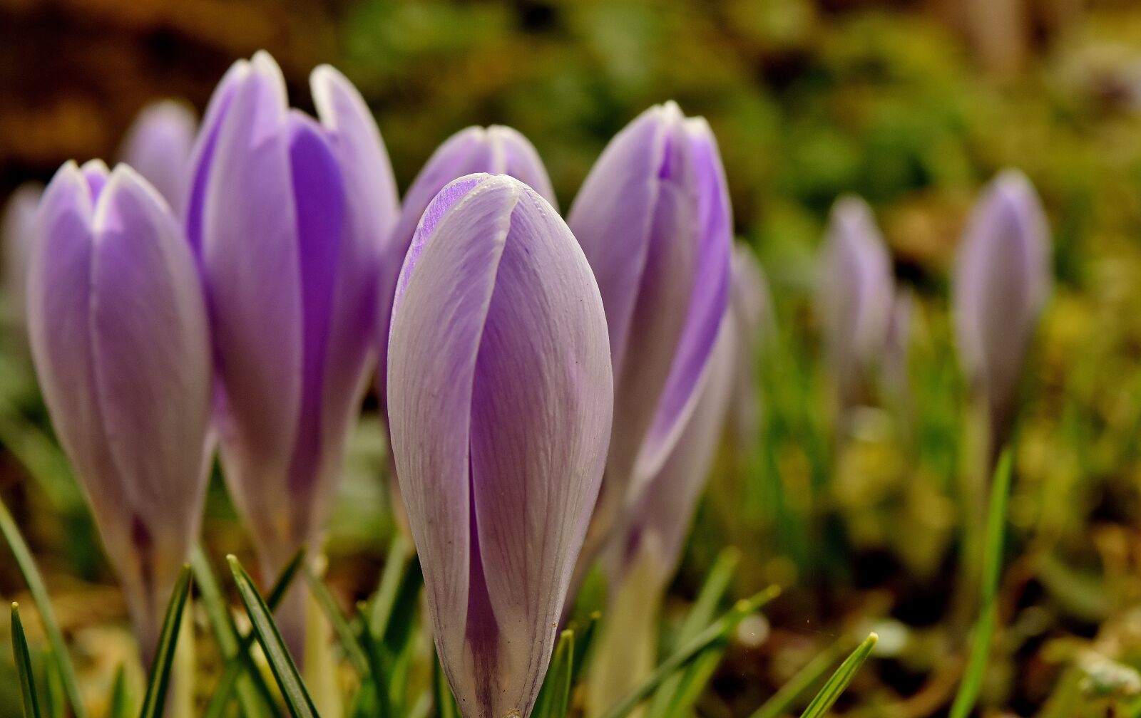 Nikon D7200 sample photo. Crocus, flower, spring photography