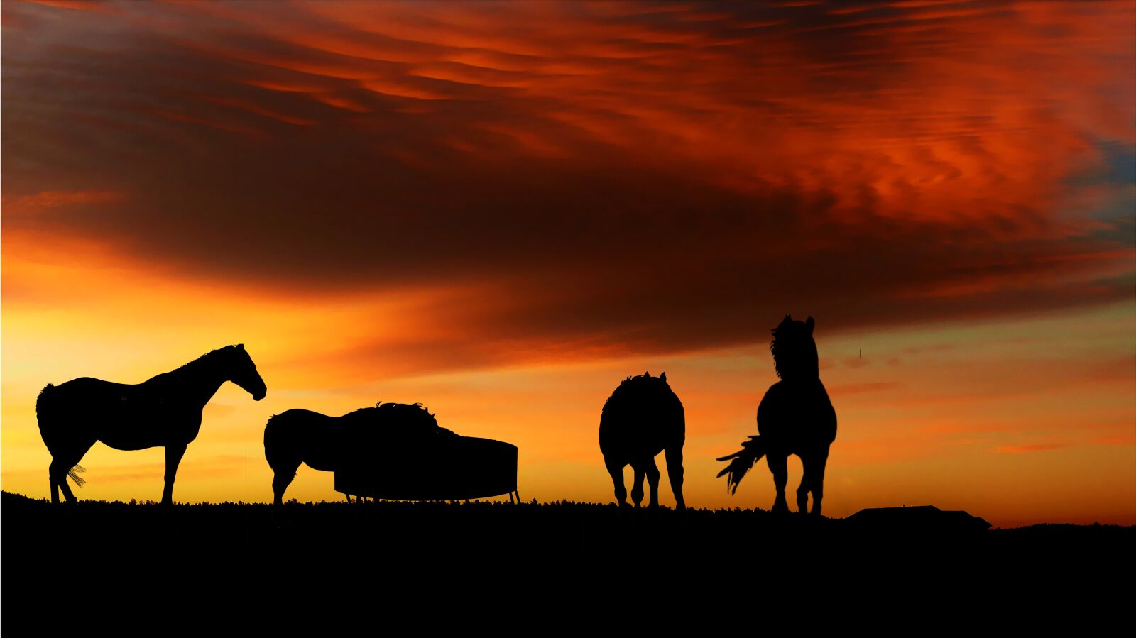 Panasonic Lumix DMC-FZ200 sample photo. Sunset, horses, nature photography