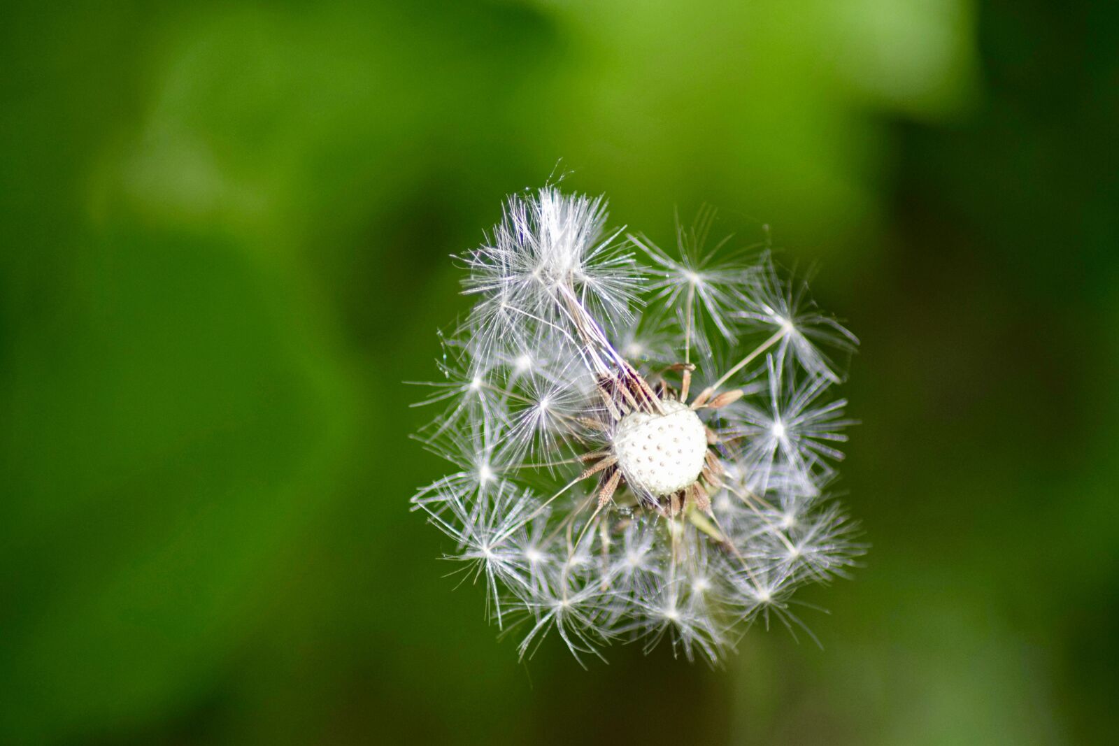 Nikon D3300 sample photo. Dandelion, macro, grassland plants photography