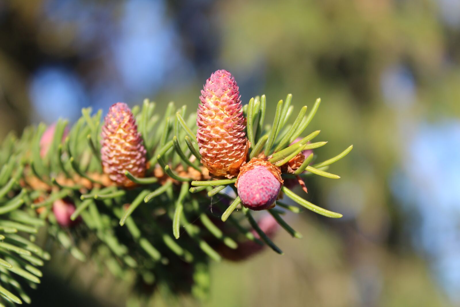 Canon EOS 1300D (EOS Rebel T6 / EOS Kiss X80) sample photo. Tree, nature, pine photography
