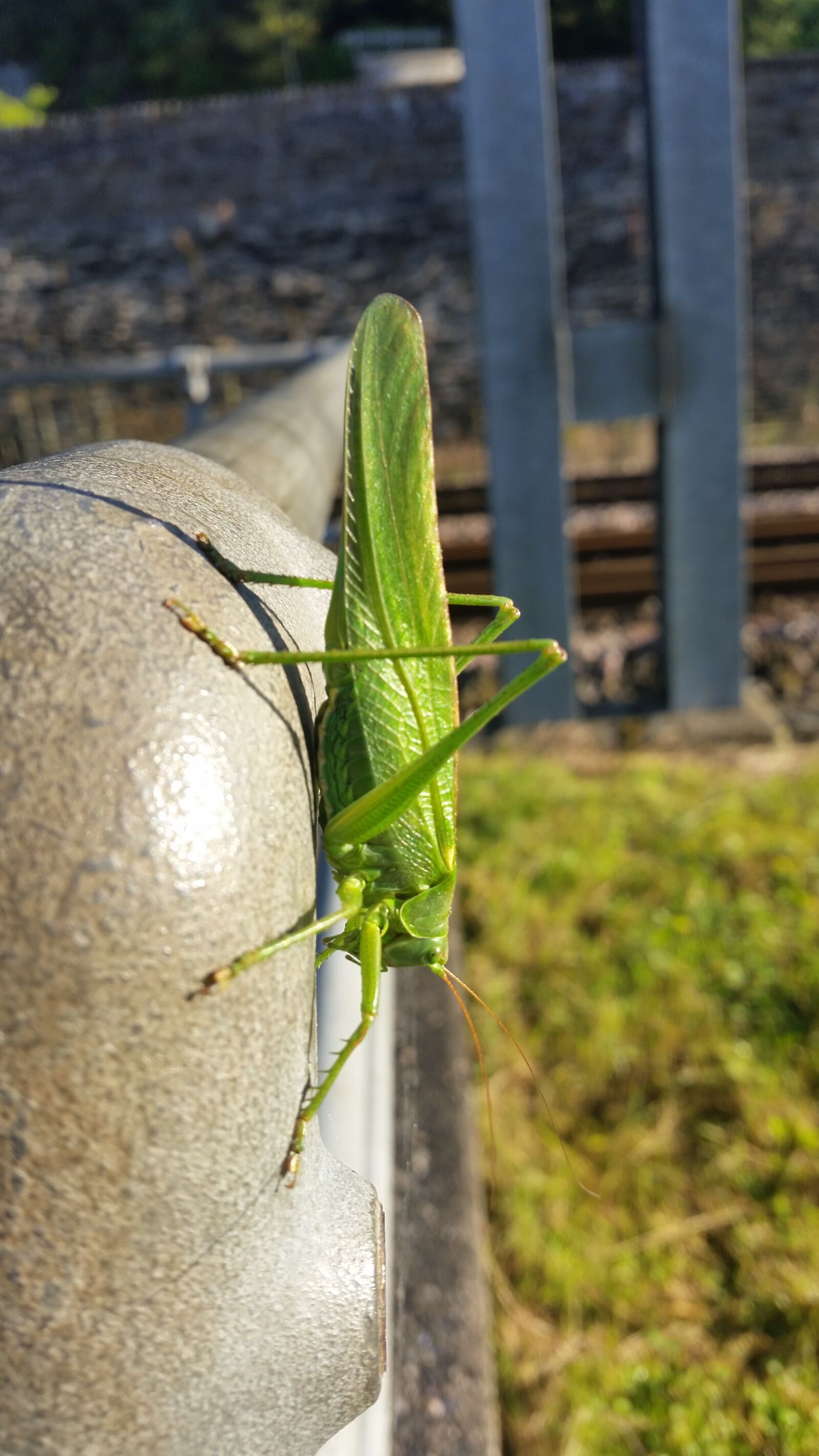 Samsung Galaxy S5 sample photo. Big, grasshopper photography