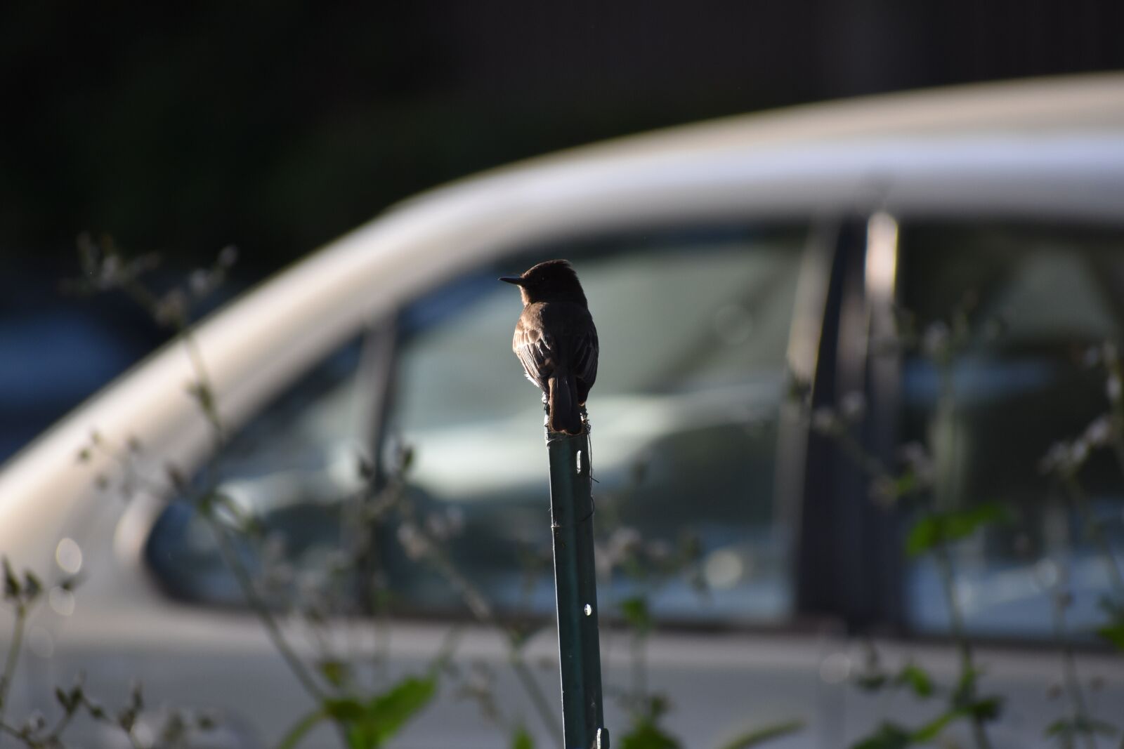 Nikon D3400 sample photo. Car, bird, phoebe photography