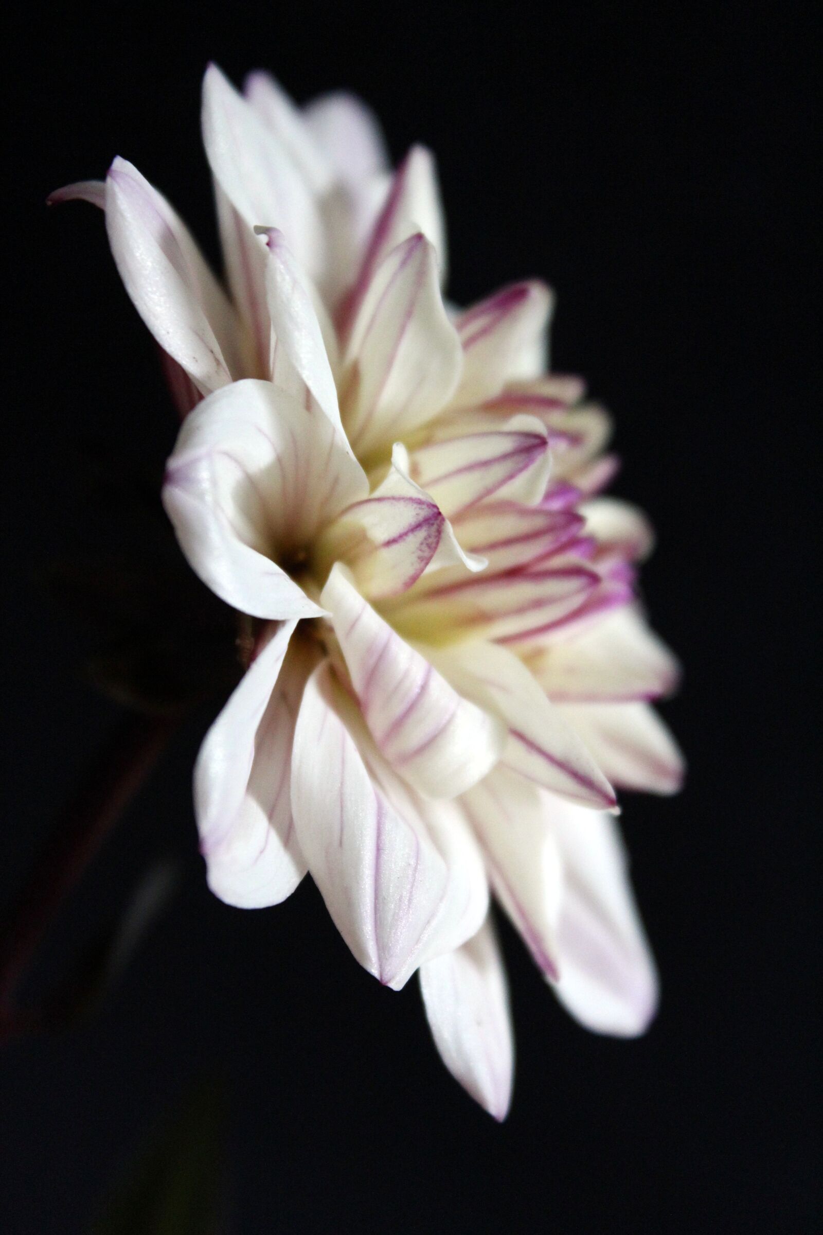 Canon EOS 1300D (EOS Rebel T6 / EOS Kiss X80) sample photo. Dahlia, white, flower photography