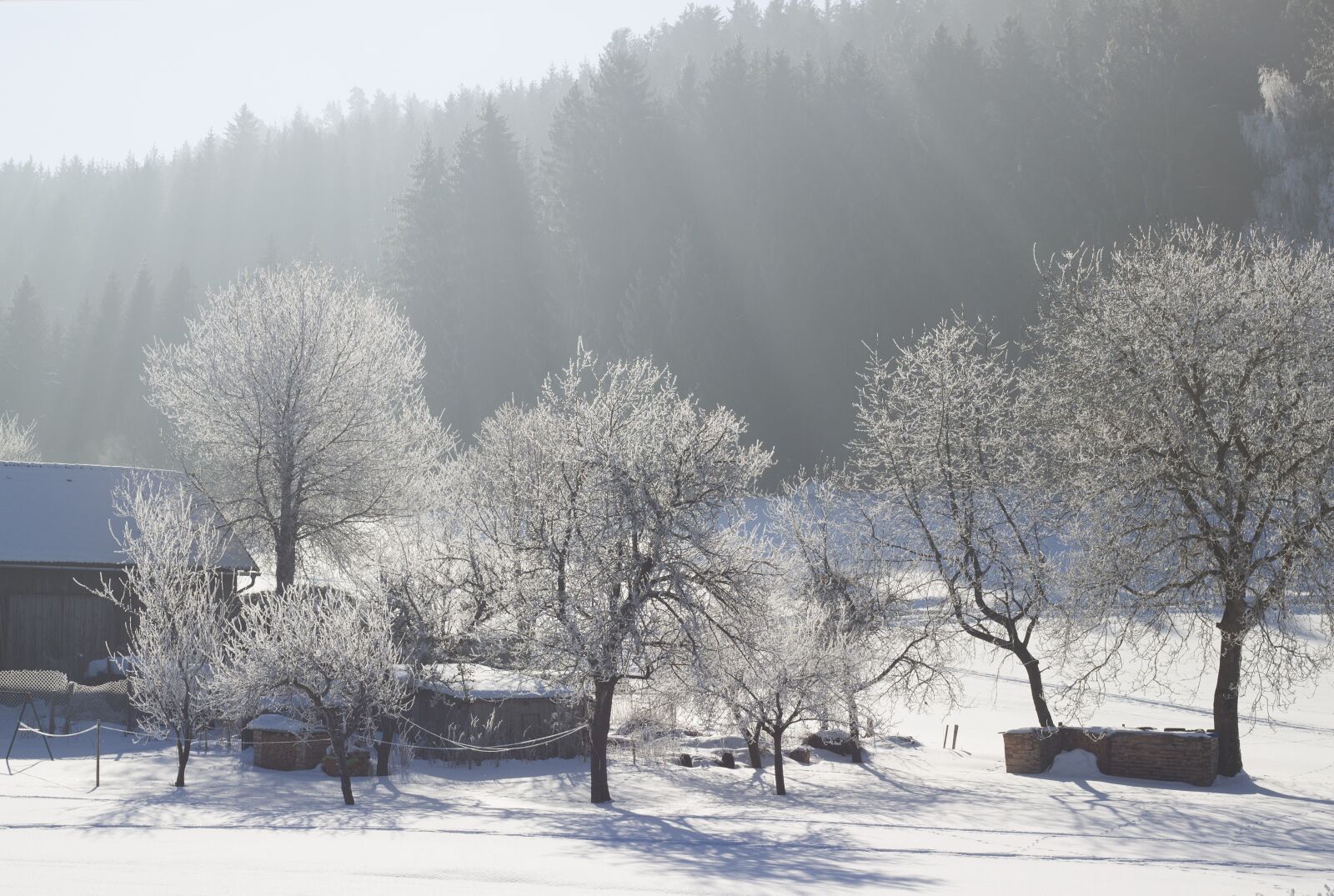 Canon EOS 600D (Rebel EOS T3i / EOS Kiss X5) + Canon EF 50mm F1.8 STM sample photo. Nature, winter, snow photography