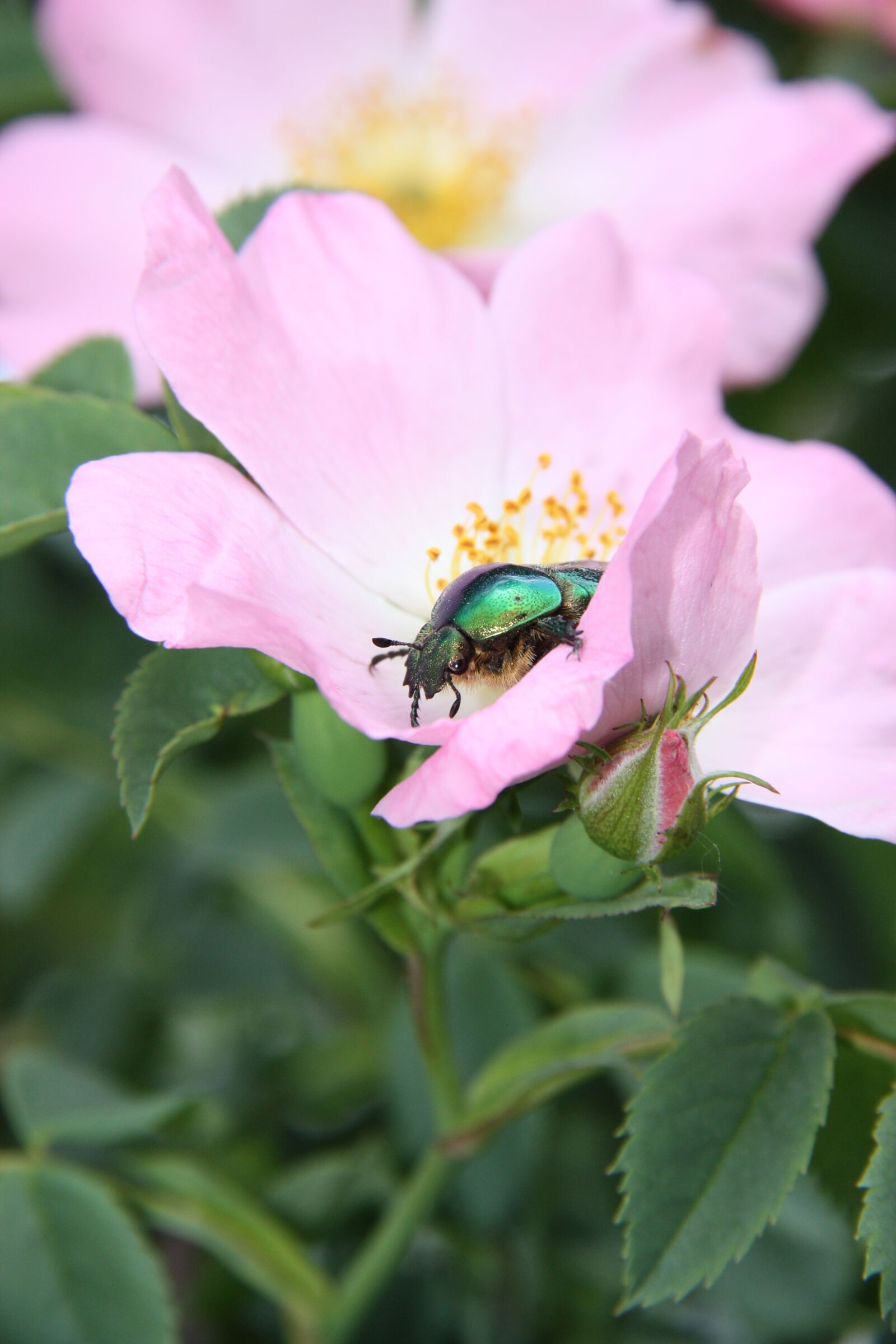 Canon EOS 450D (EOS Rebel XSi / EOS Kiss X2) sample photo. Rose beetle, flower, garden photography