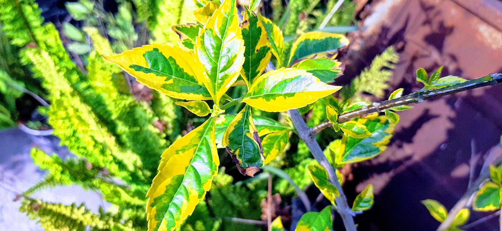 Samsung Galaxy A50 sample photo. Leaf, nature, nursery photography