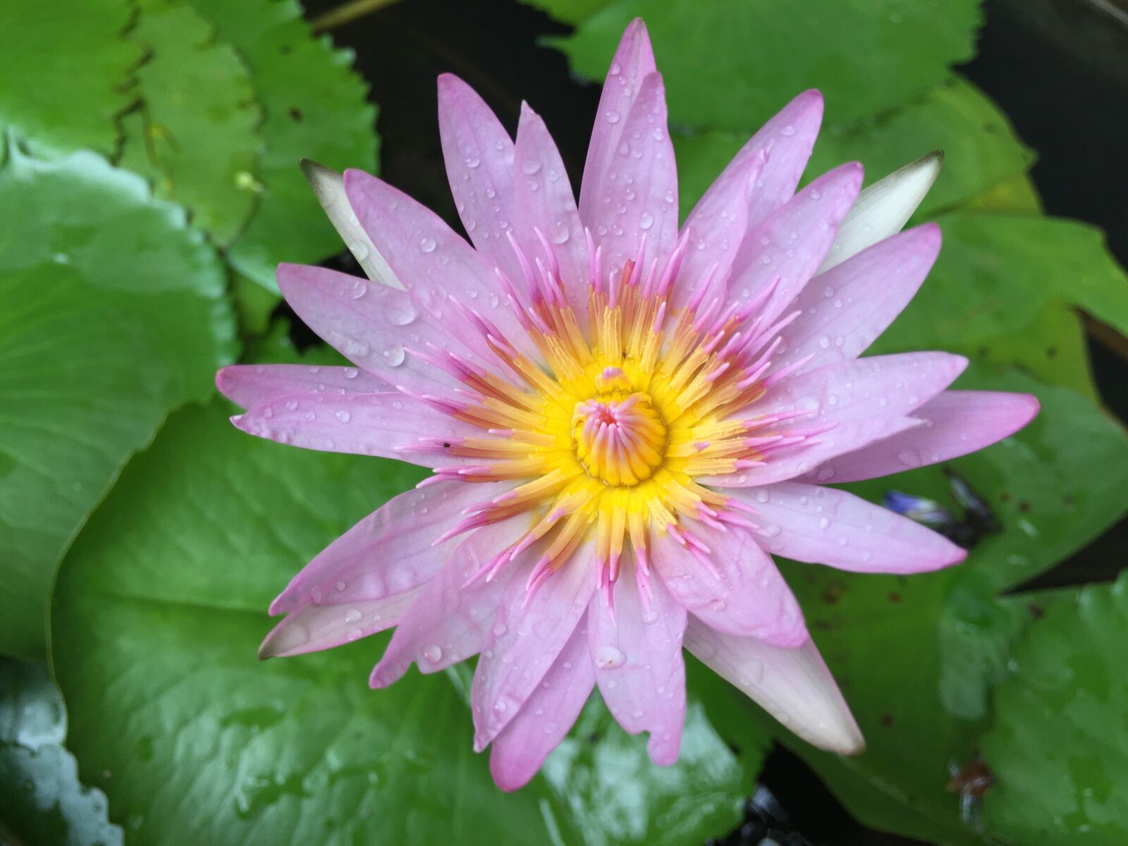 Apple iPhone 6 sample photo. Flower, leaves, leaf photography