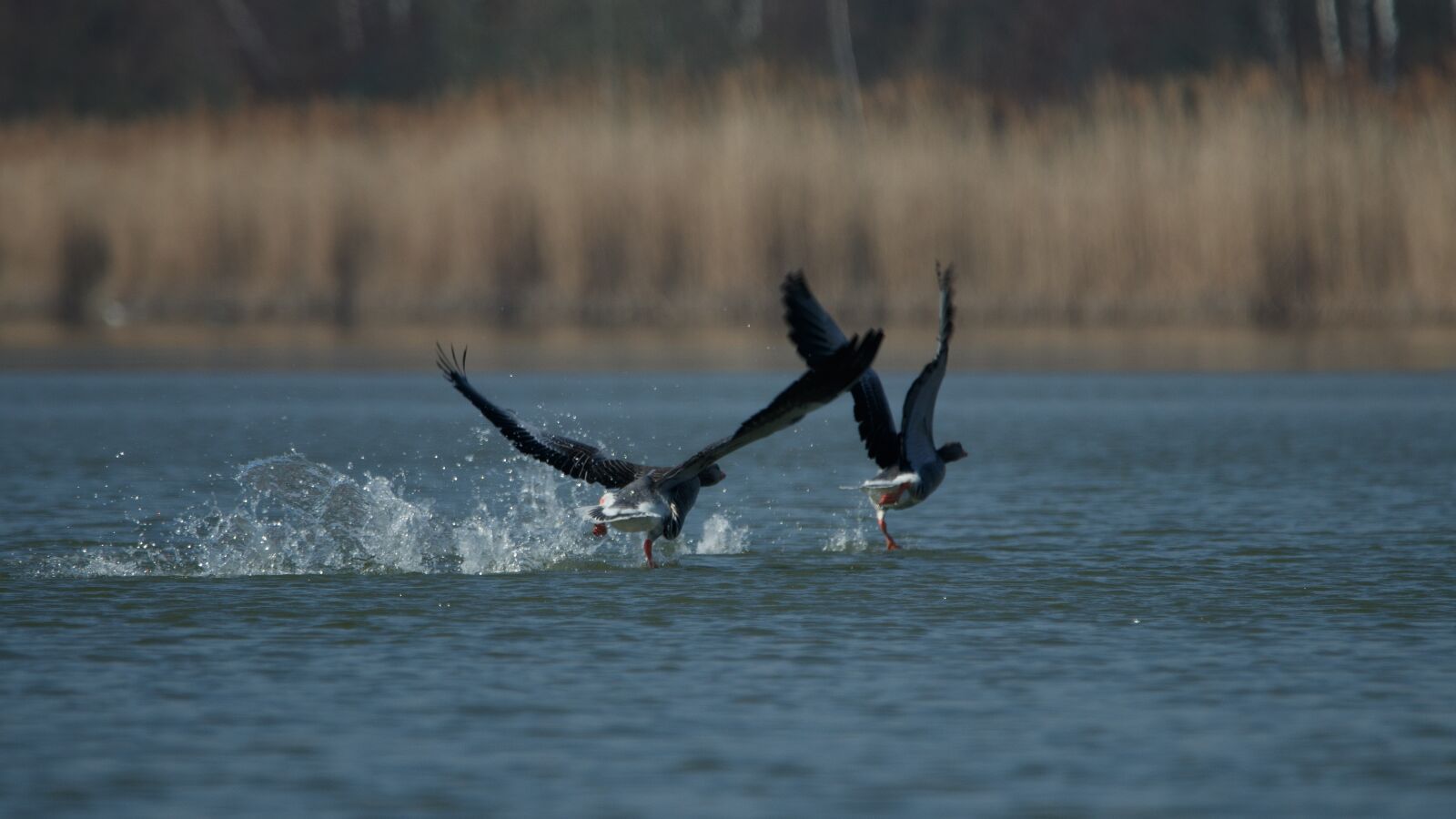 150-600mm F5-6.3 DG OS HSM | Contemporary 015 sample photo. Bird, flight, start photography
