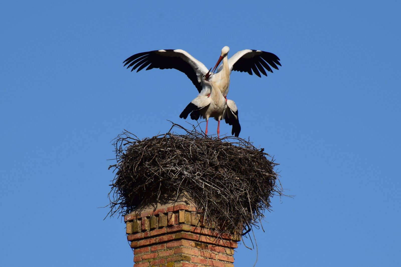 Nikon D5300 sample photo. Portugal, algarve, stork photography