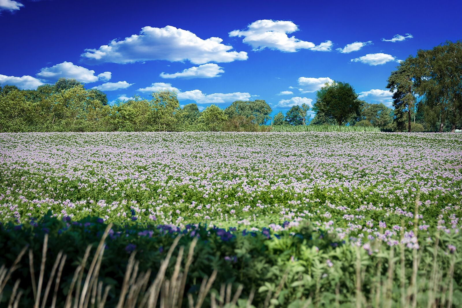 Nikon D800 sample photo. Flowers, meadow, flower meadow photography