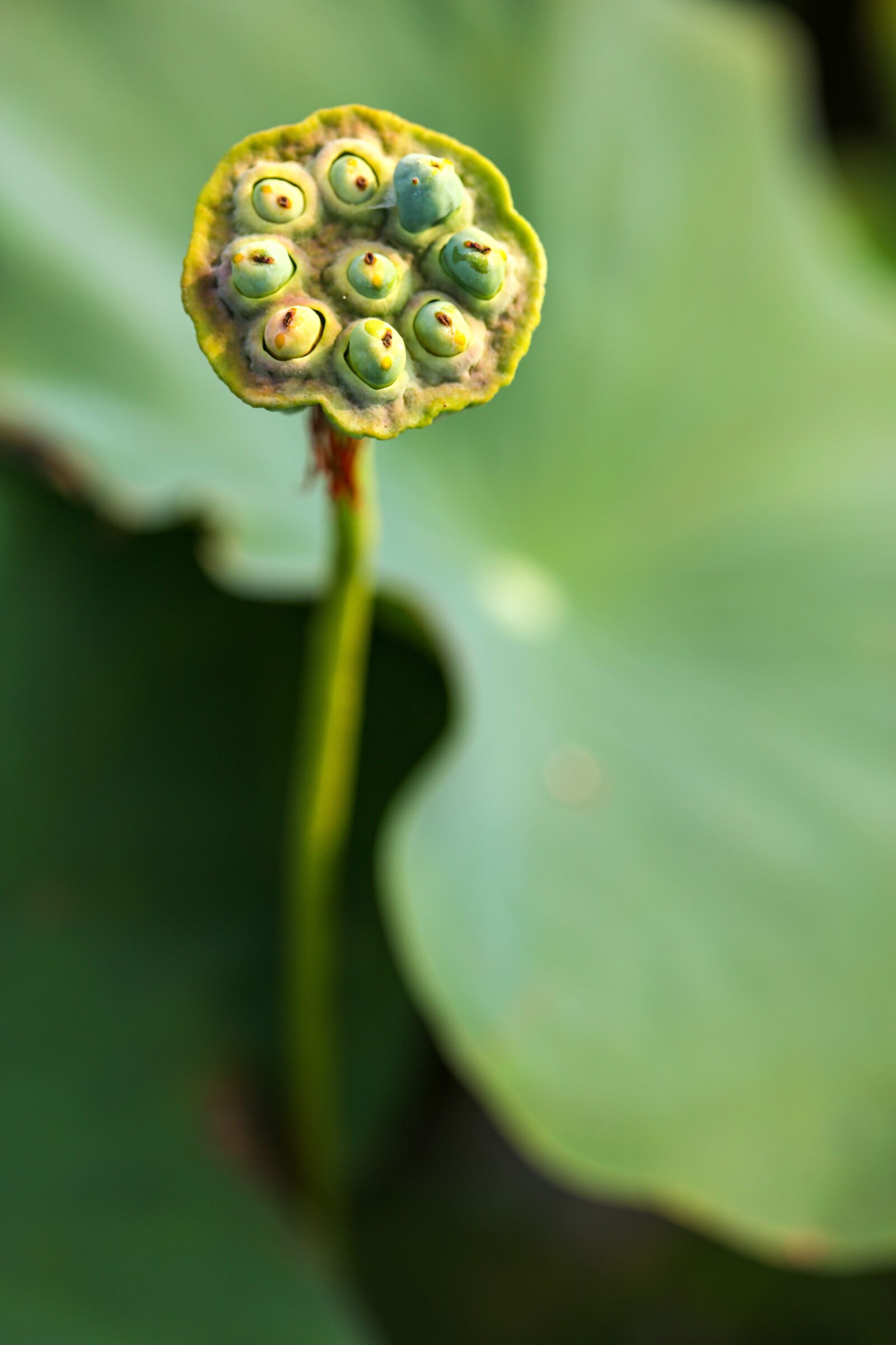 Canon EOS 5DS sample photo. Lotus, lotus leaf, plant photography