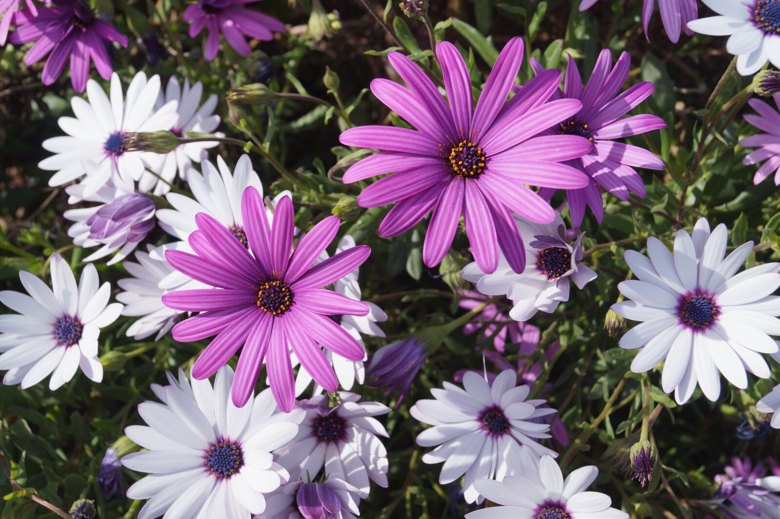 Sony DT 18-55mm F3.5-5.6 SAM II sample photo. Cosmos, flower, violet photography