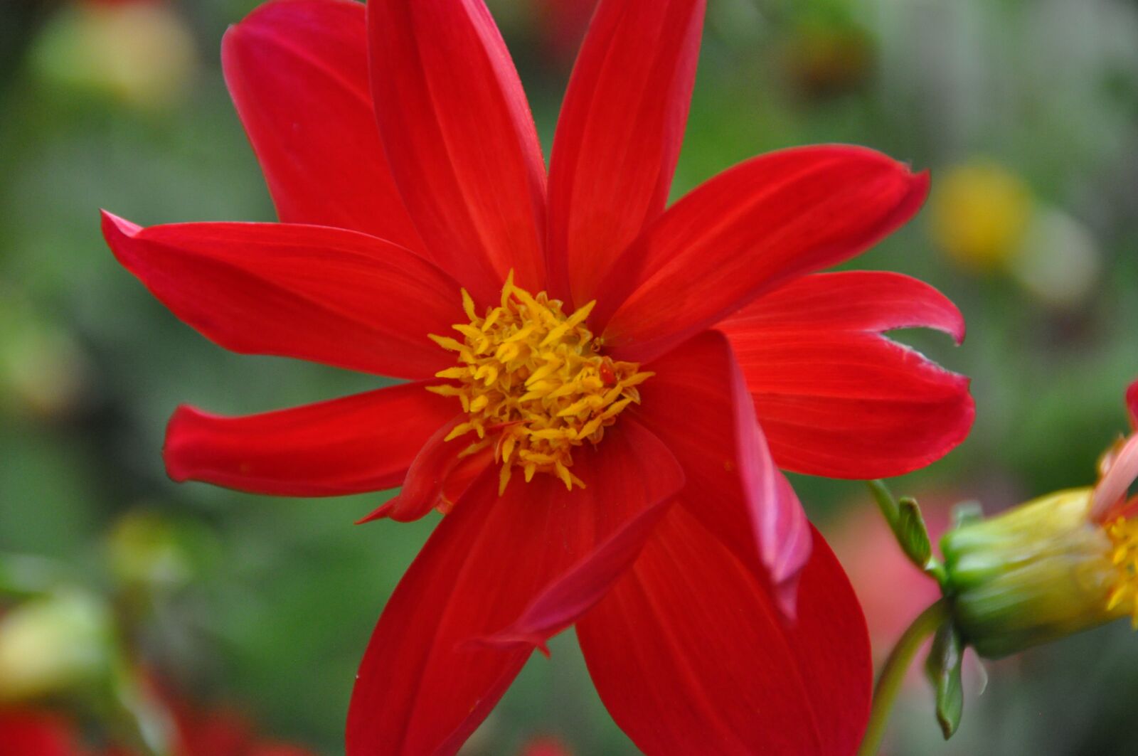 Nikon D5000 sample photo. Flower, nature, red photography