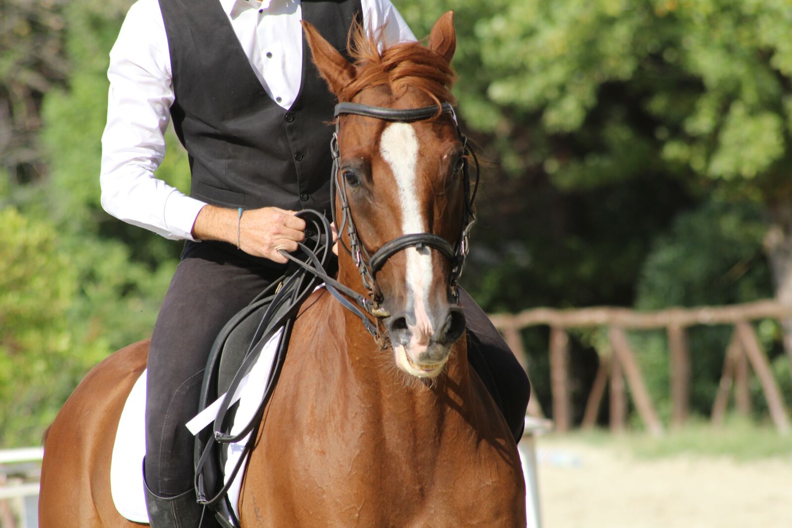 Canon EOS 1200D (EOS Rebel T5 / EOS Kiss X70 / EOS Hi) sample photo. Horse, horse riding, equestrian photography