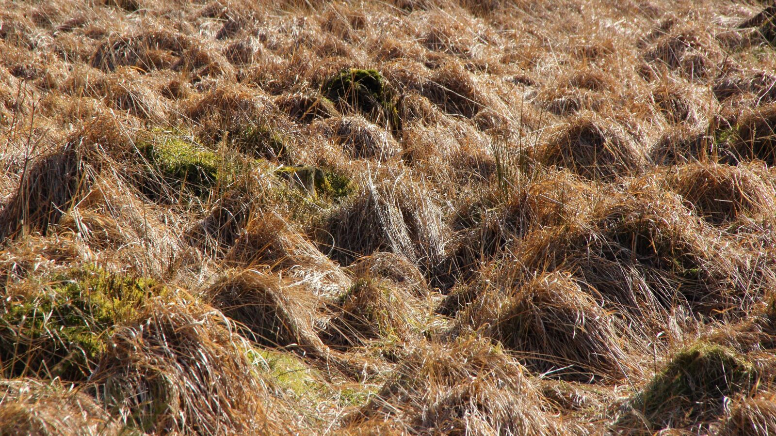 Canon EOS 600D (Rebel EOS T3i / EOS Kiss X5) sample photo. Landscape, venn, belgium photography