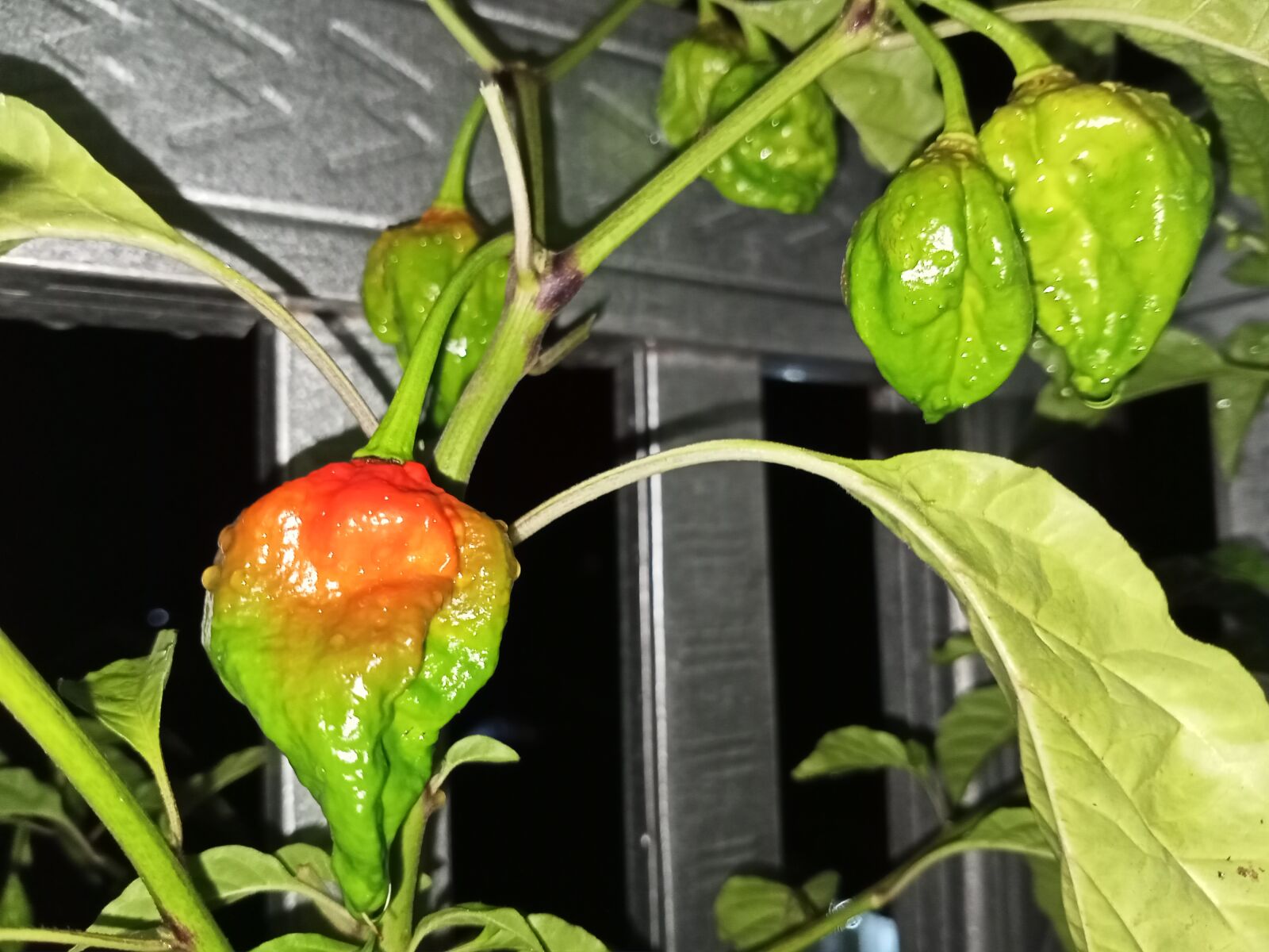 Realme C3 sample photo. Hot, pepper, carolinareaper photography