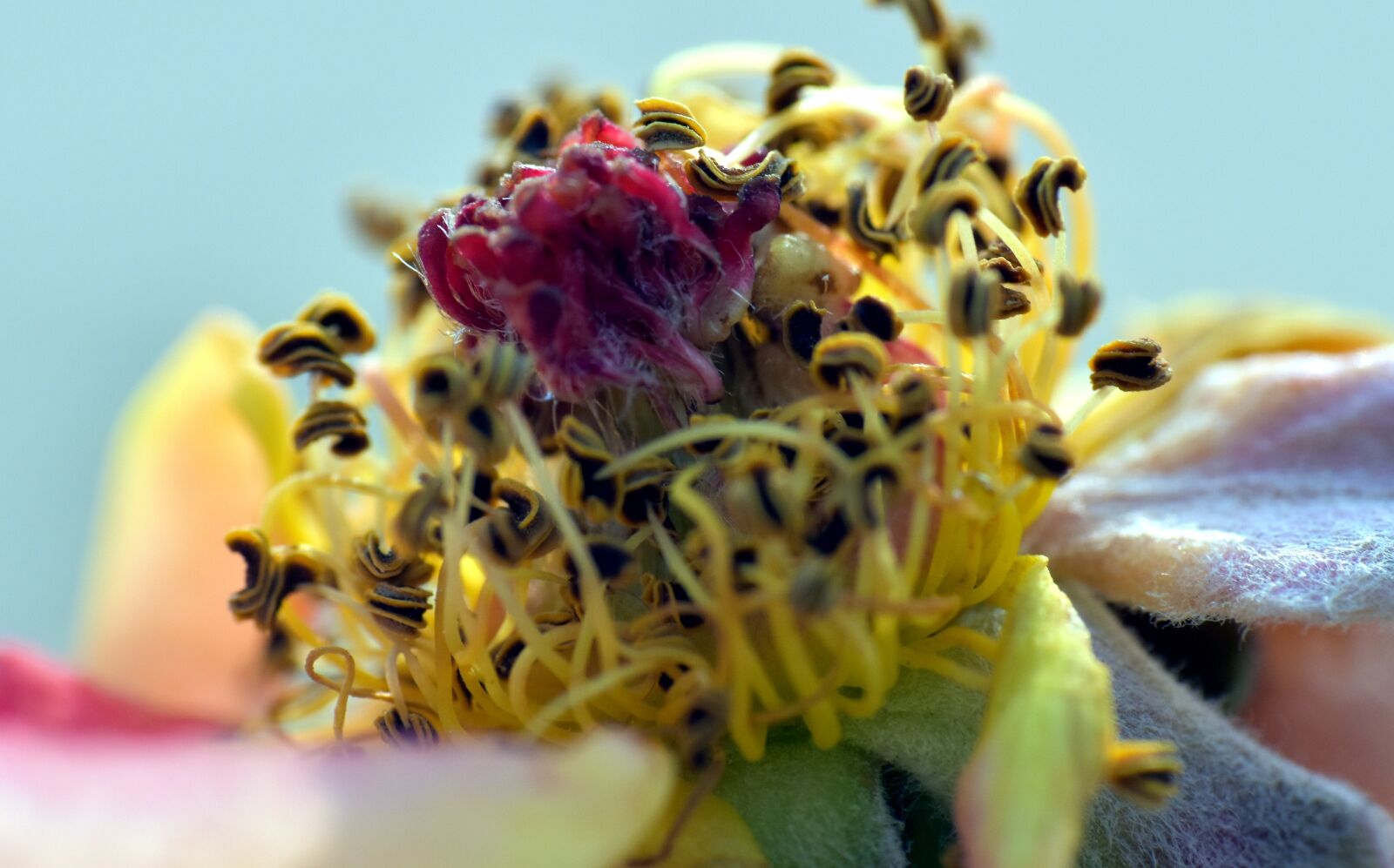 Nikon D5600 sample photo. Degenerated flower, stamens, regressed photography