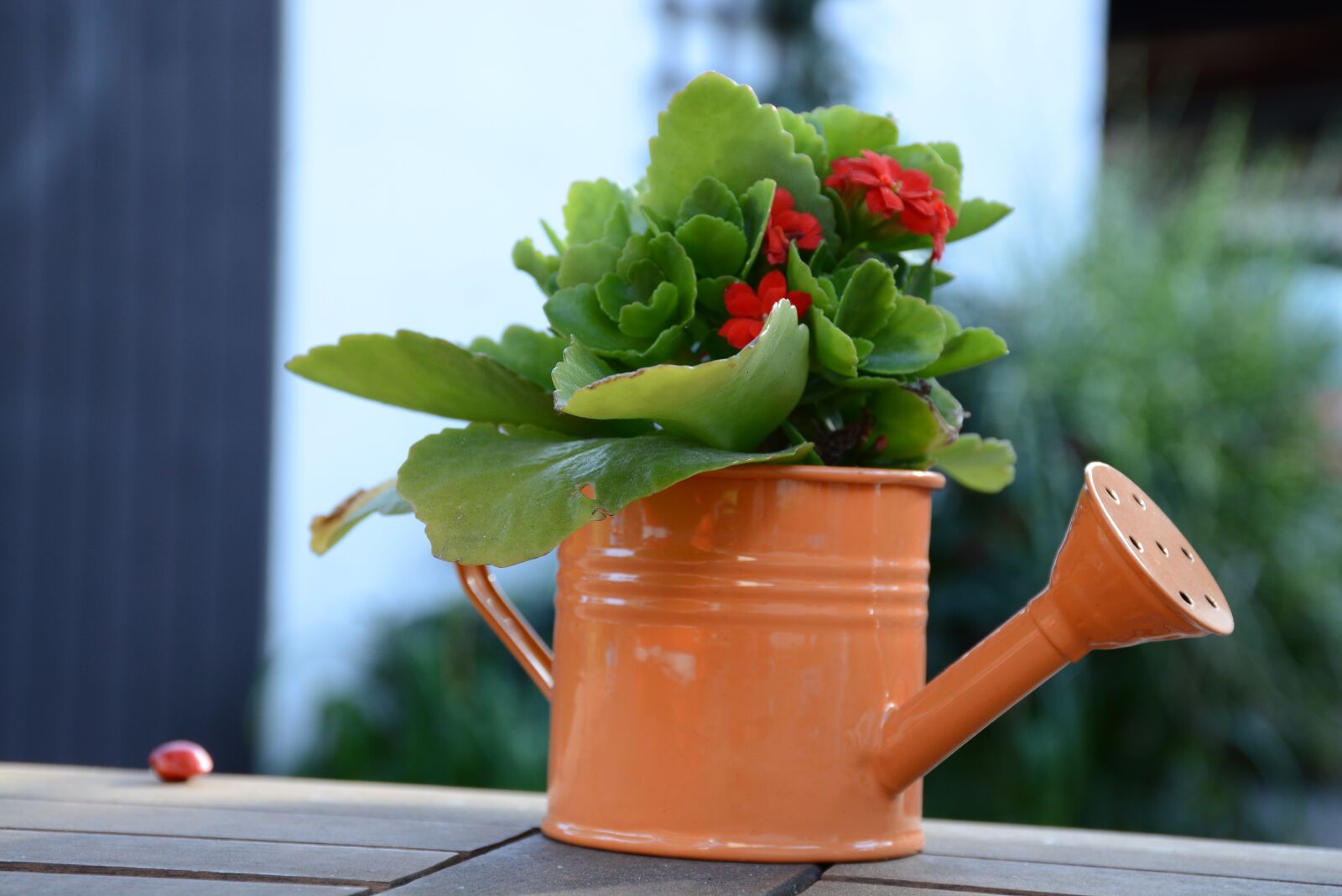 Nikon D7100 sample photo. Flower, nature, summer photography