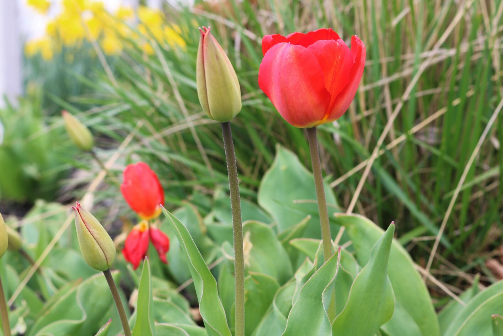 Canon EOS 750D (EOS Rebel T6i / EOS Kiss X8i) sample photo. Tulip, red, tulips photography
