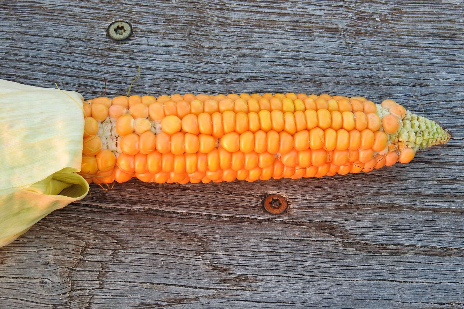 Nikon Coolpix P900 sample photo. Corn, corn on the photography