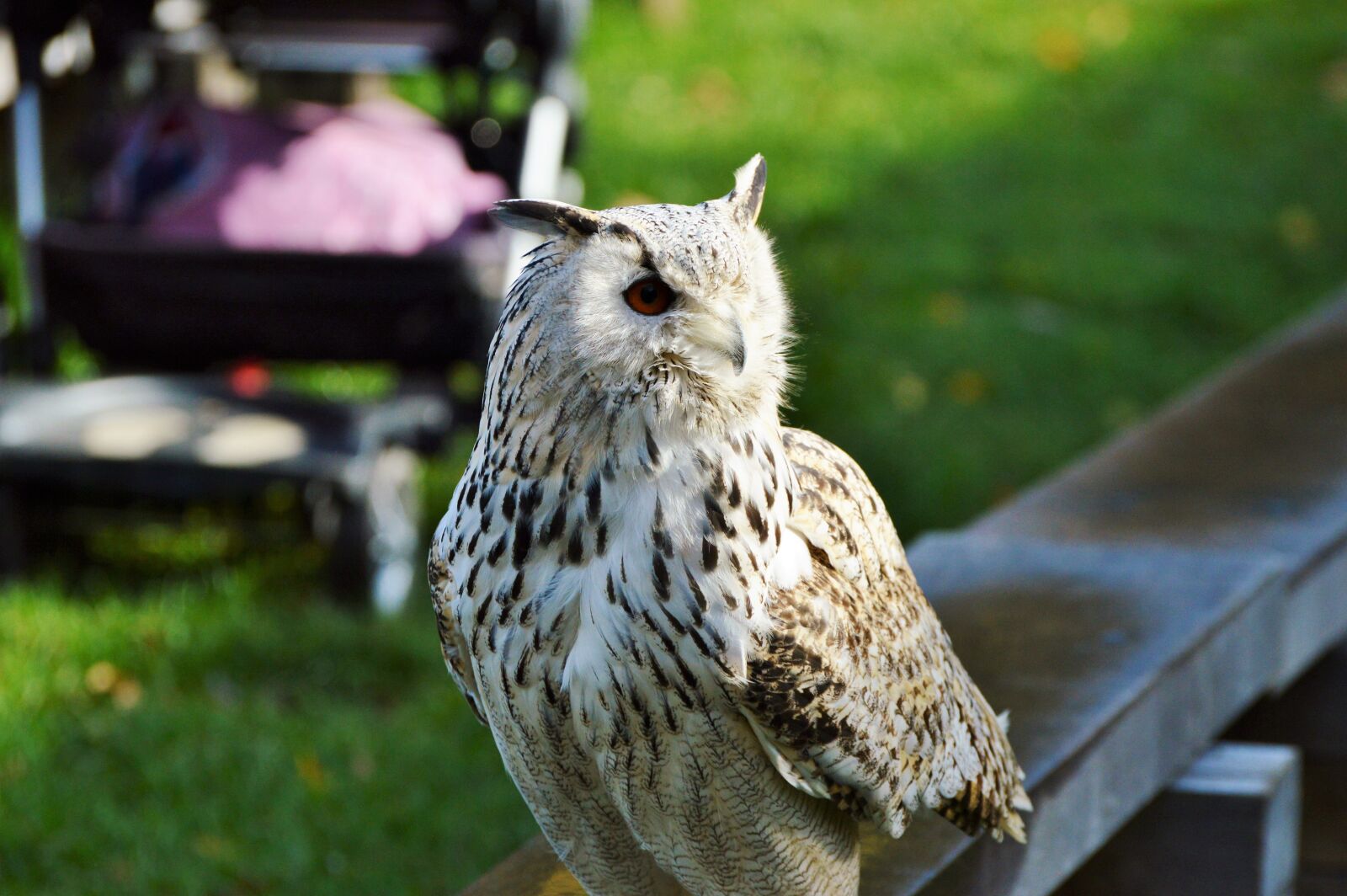 Nikon D3200 sample photo. Barn owl, owl, raptor photography