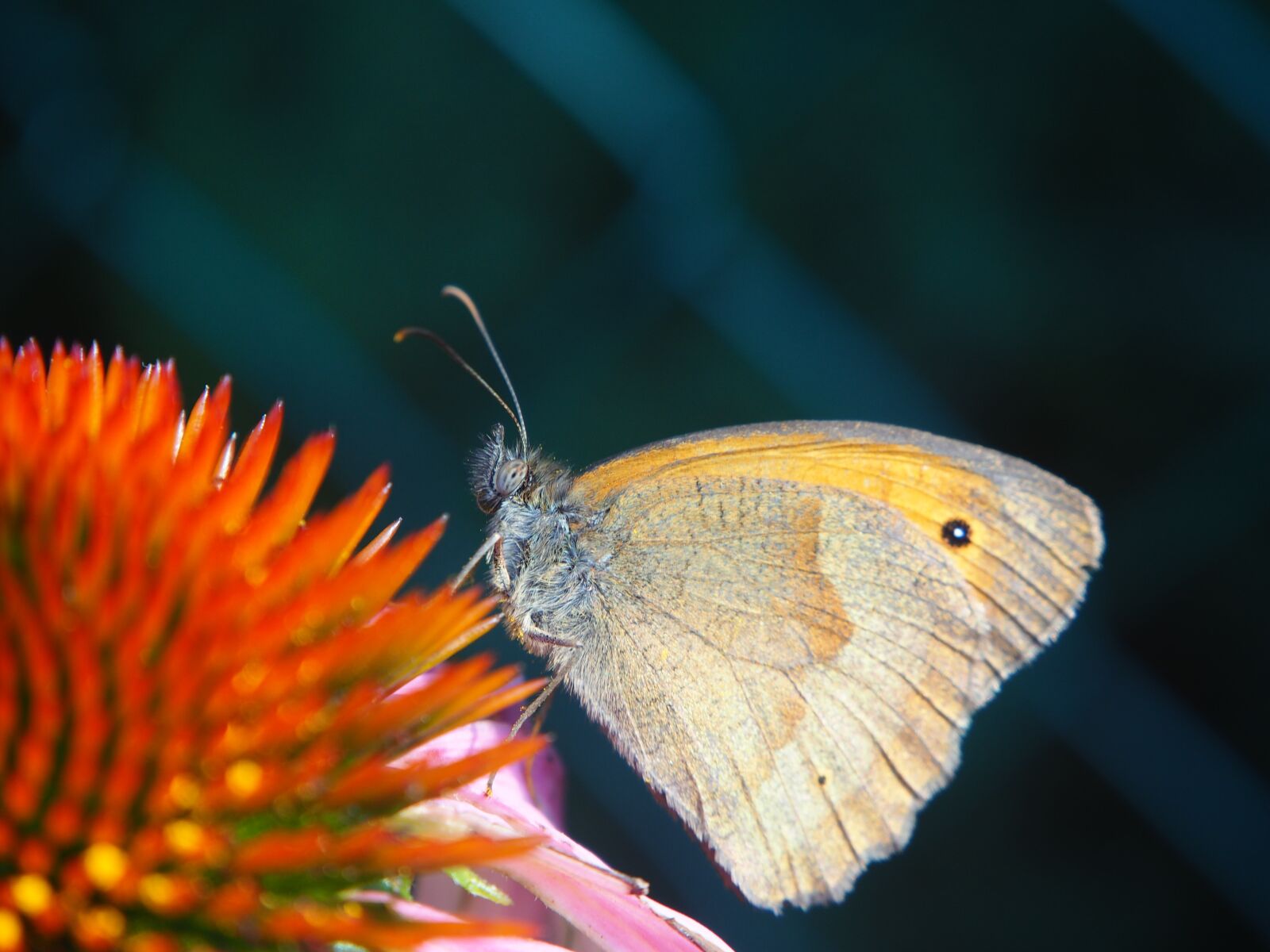 Olympus OM-D E-M10 sample photo. Butterfly, blossom, bloom photography