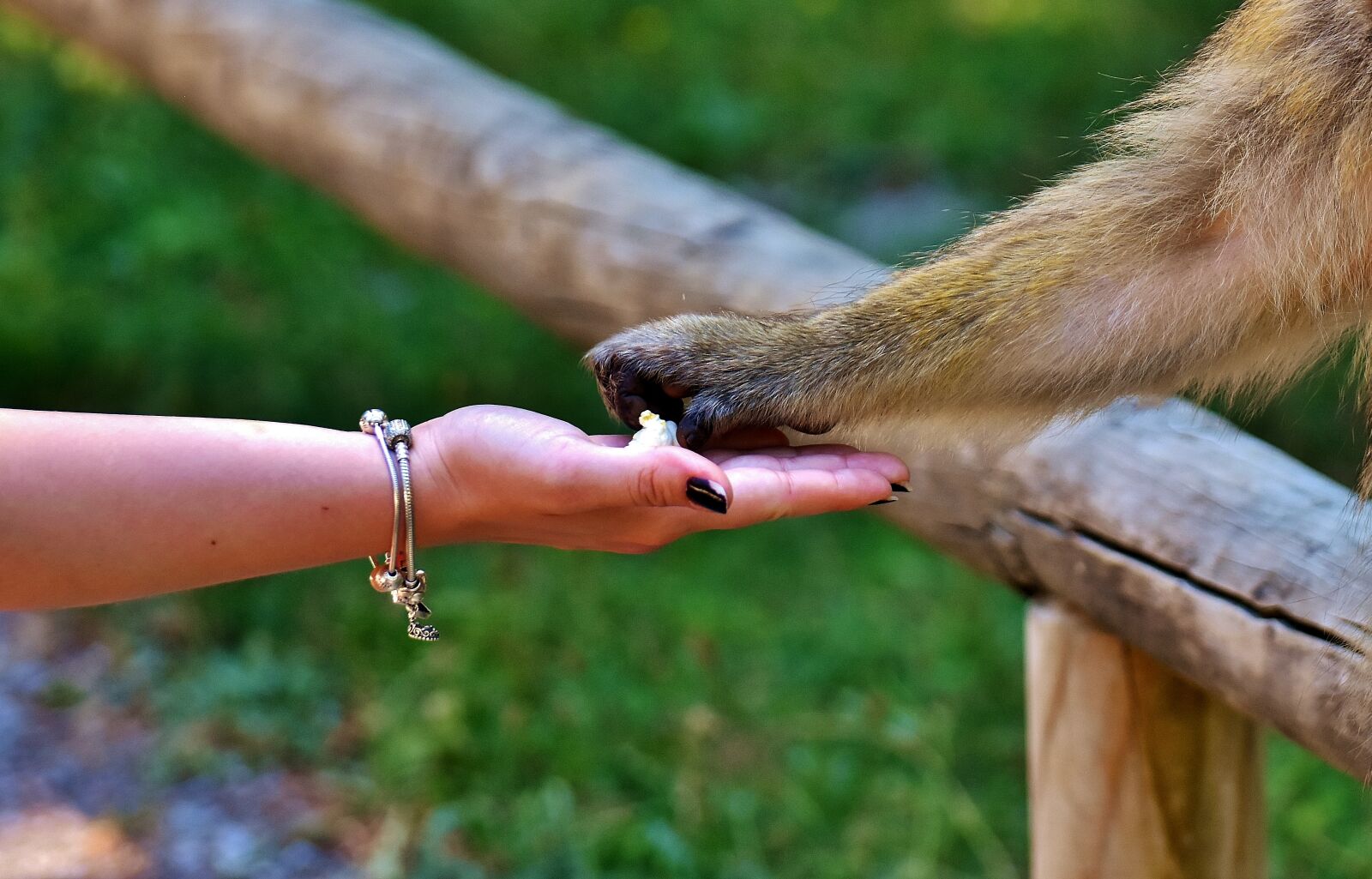 Nikon D7200 sample photo. Barbary ape, endangered species photography