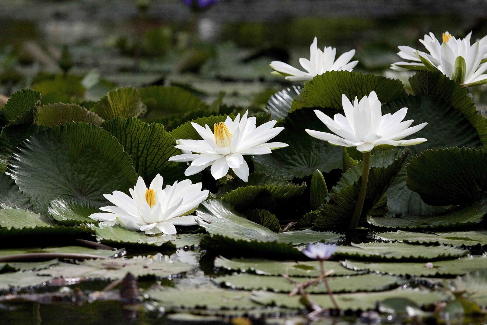 Canon EOS 500D (EOS Rebel T1i / EOS Kiss X3) sample photo. Flowering, nymphaea alba, aquatic photography