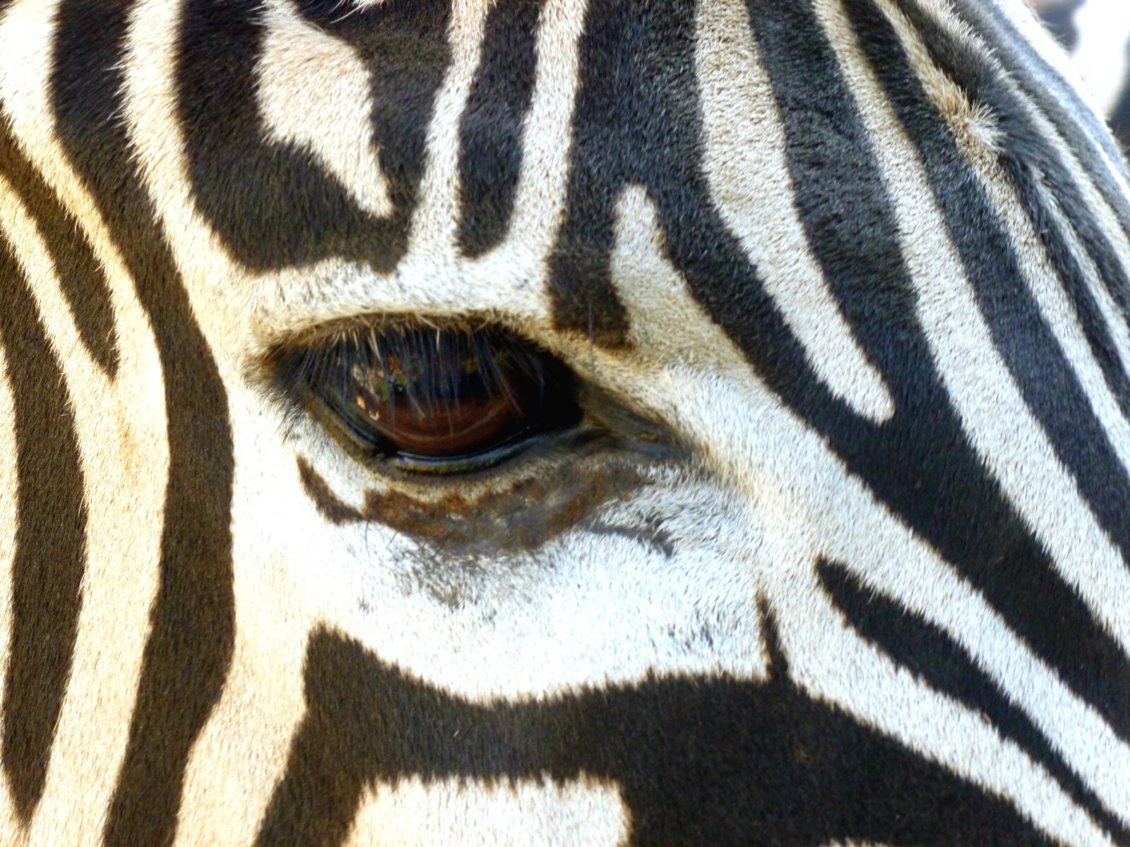 Panasonic DMC-FS37 sample photo. Zebra, head, eye photography