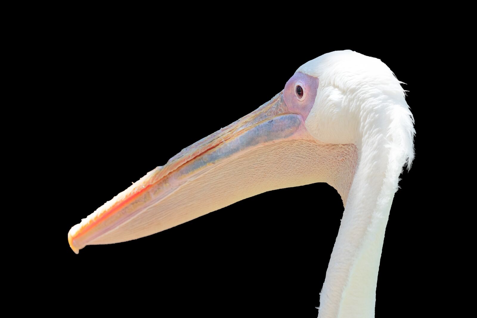 OLYMPUS M.300mm F4.0 sample photo. Pelican portrait, bird, avian photography