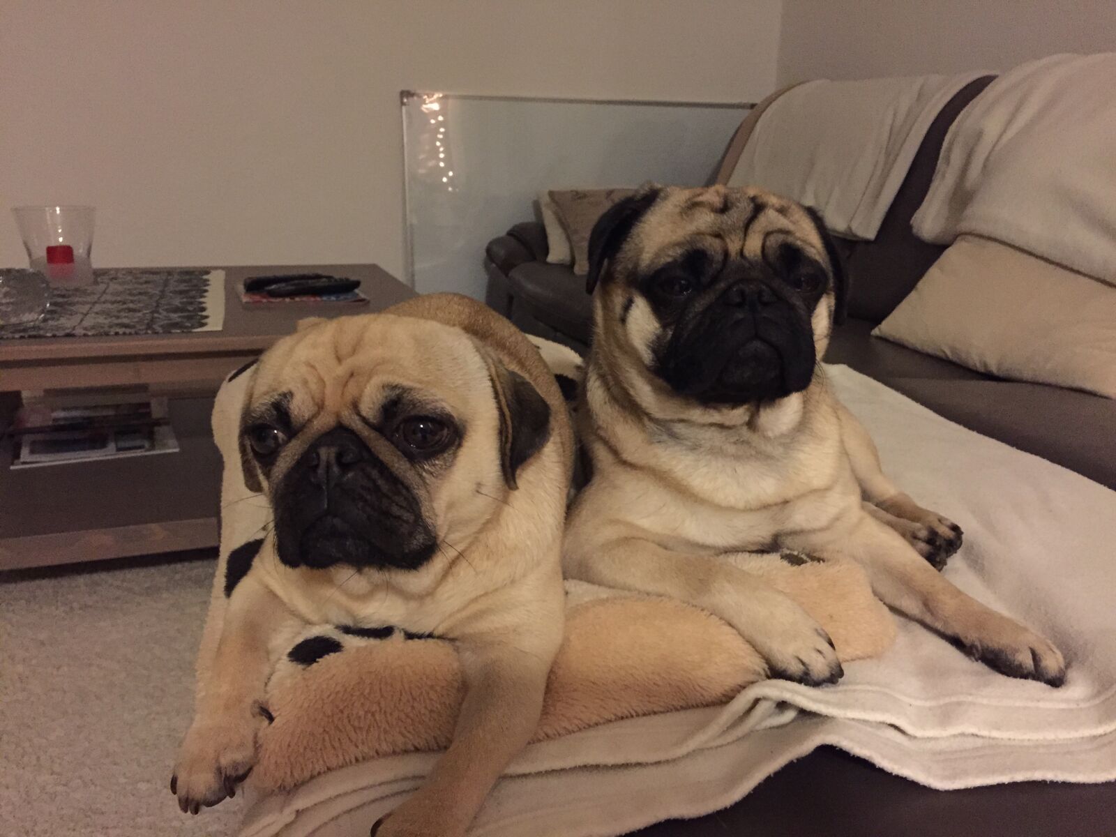 Apple iPhone 6 sample photo. Dog, pug photography