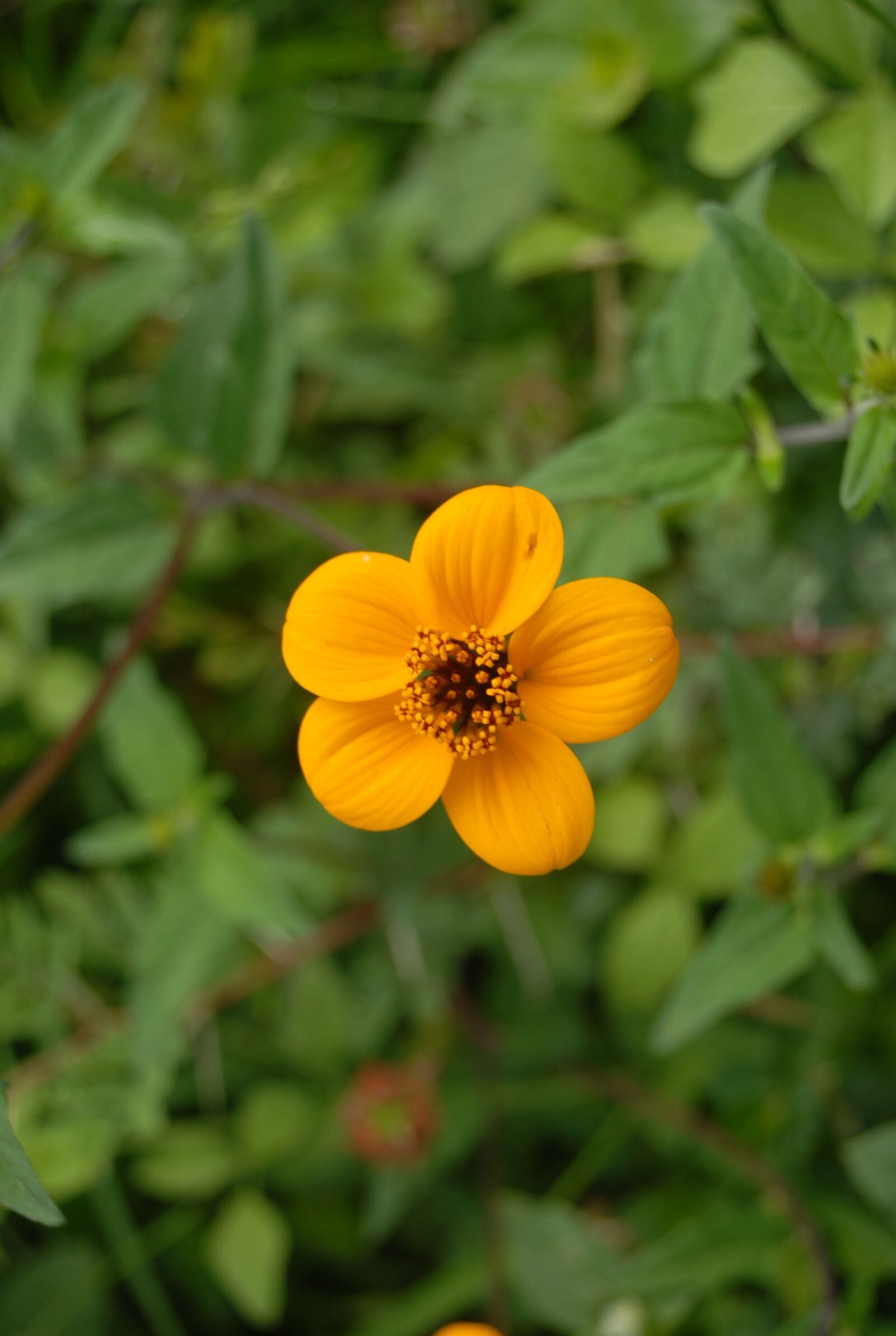 Nikon D200 sample photo. Flower, flora, nature photography