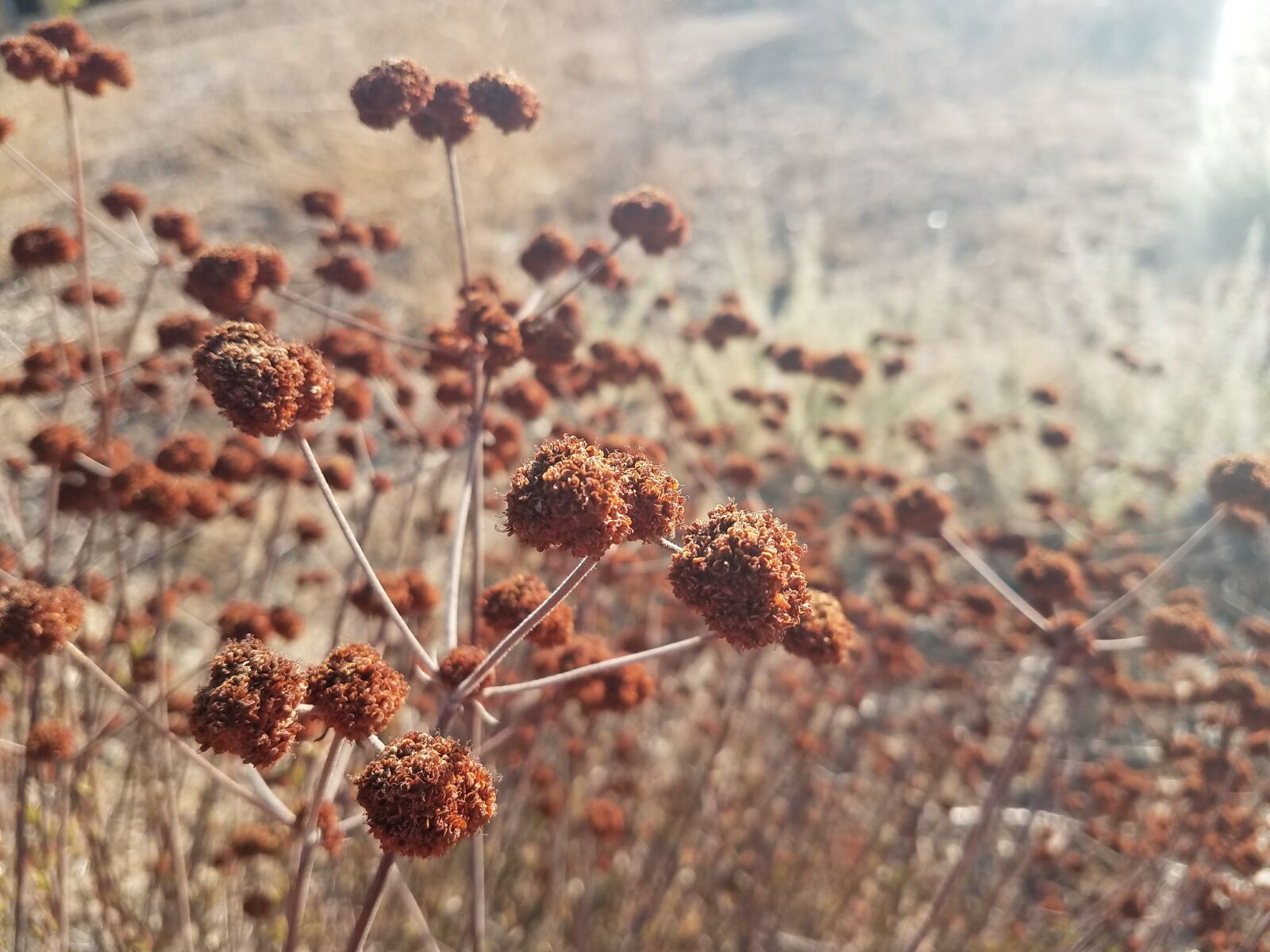 Samsung Galaxy S7 sample photo. Brown, nature, plants photography