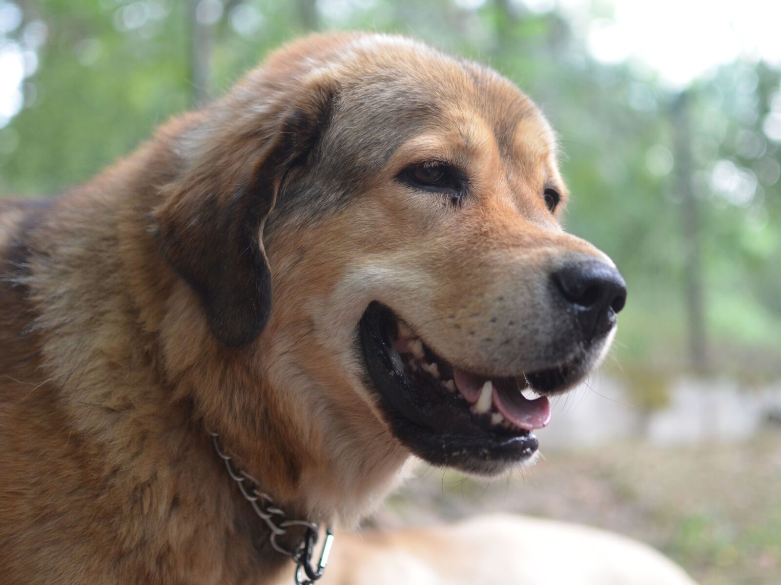 Nikon D5100 sample photo. Dog, mastiff, tibet photography