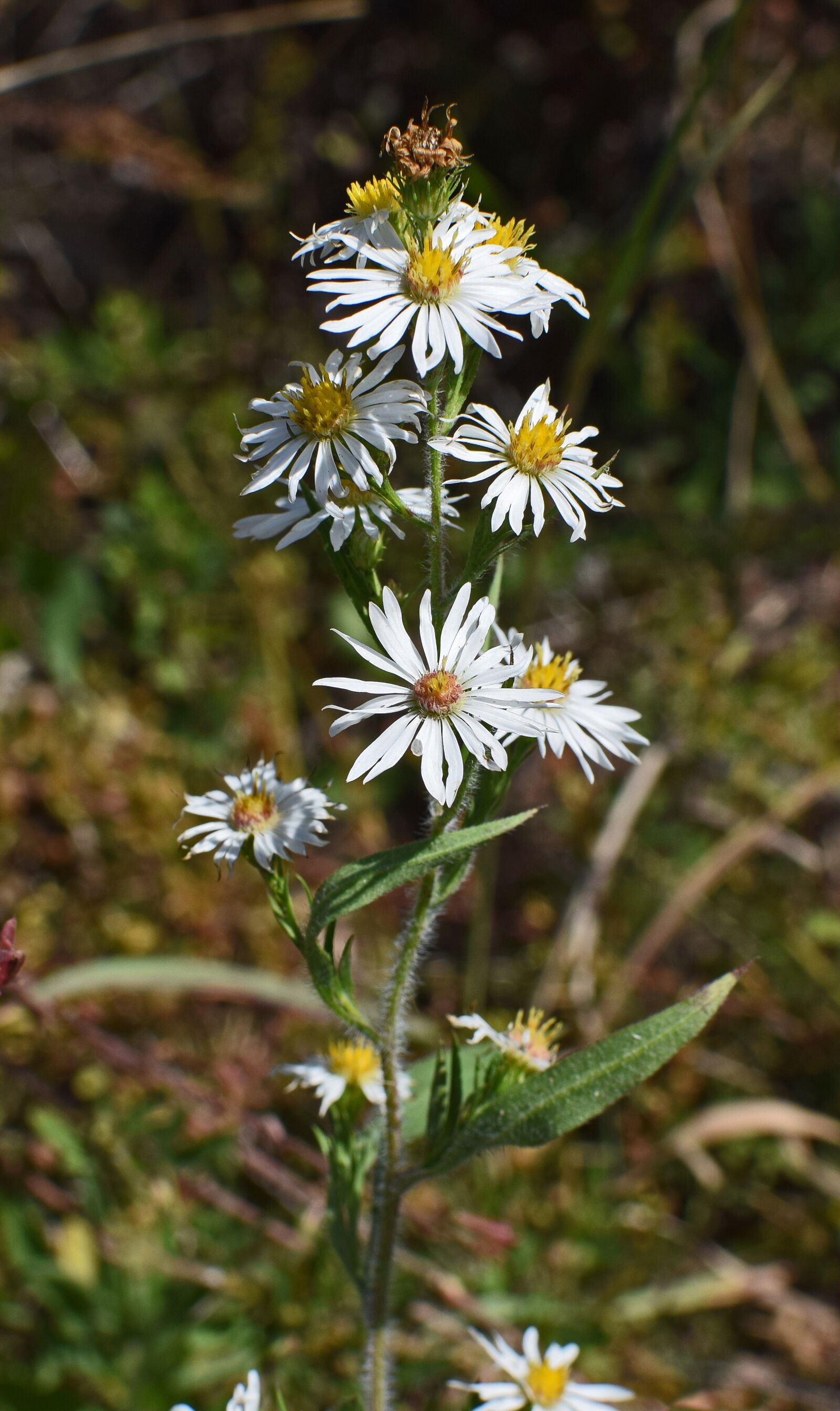 Nikon D3300 sample photo. White aster, wildflower, flower photography