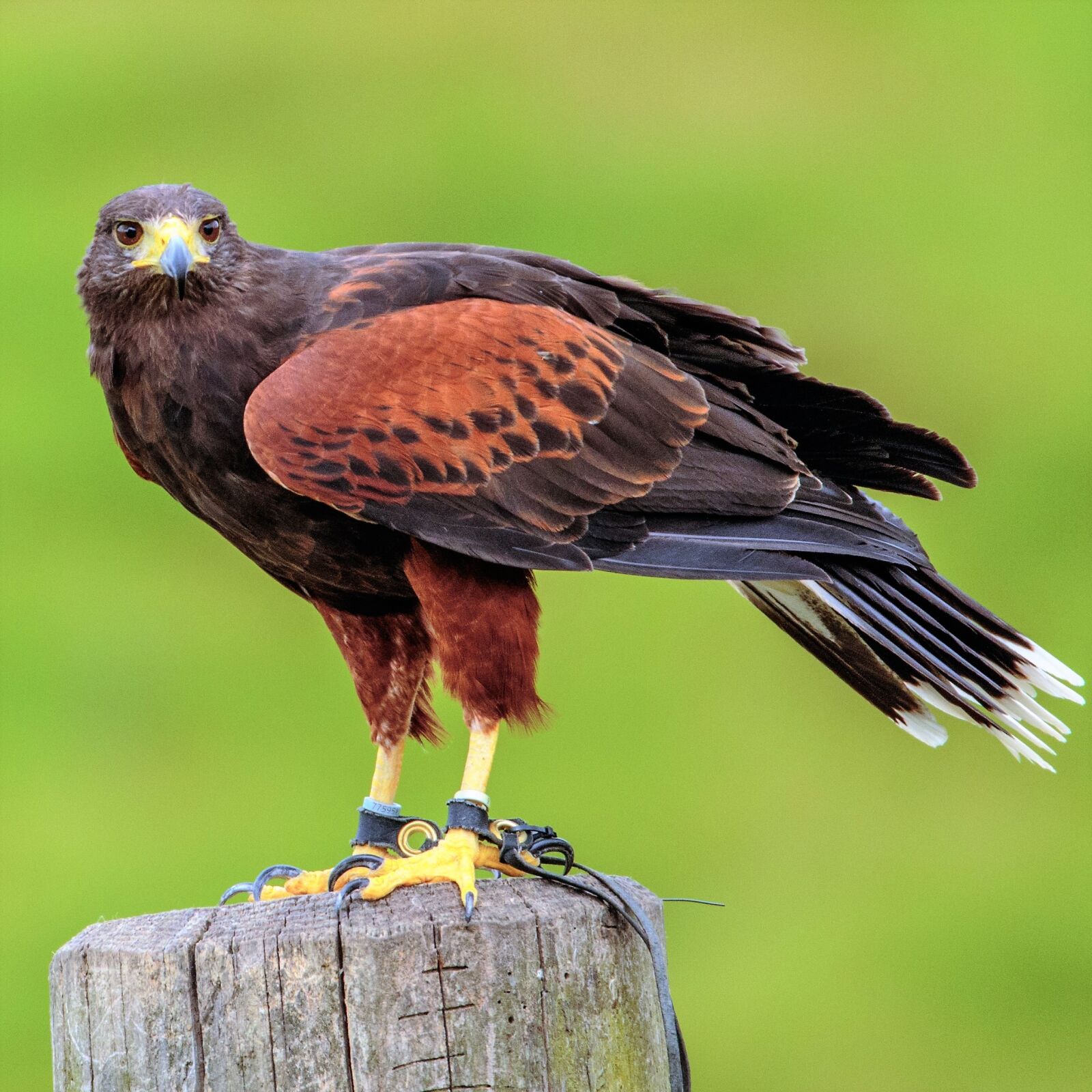 Canon EOS 7D Mark II sample photo. Harris, hawk, bird photography