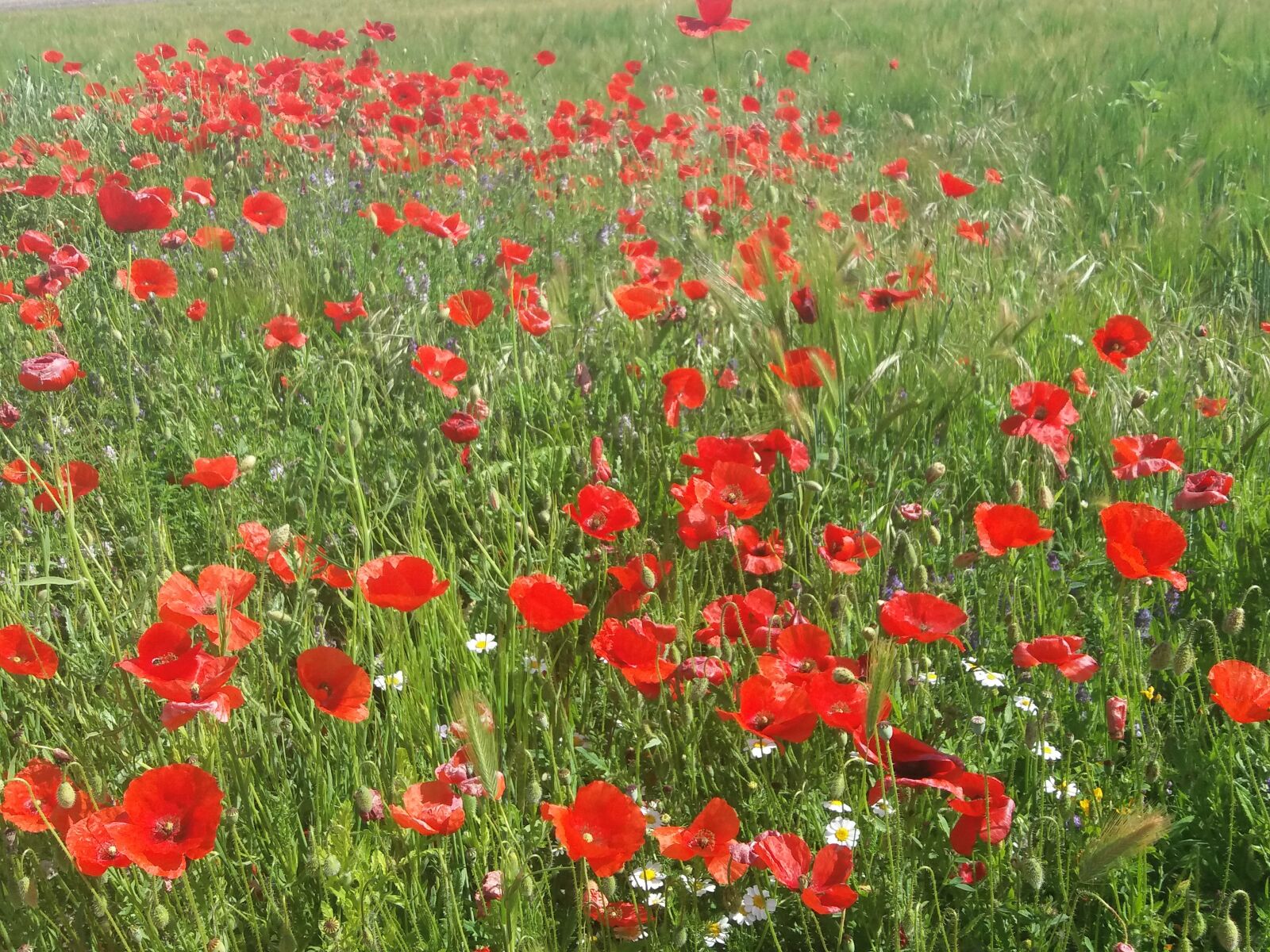 Samsung Galaxy J5(2016) sample photo. Poppies, spring, flowers photography