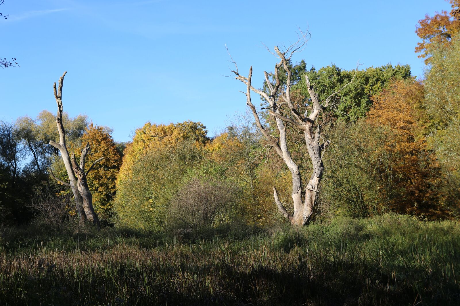 Canon EOS 6D + Canon EF 24-70mm F2.8L USM sample photo. Nature, tree, trees photography