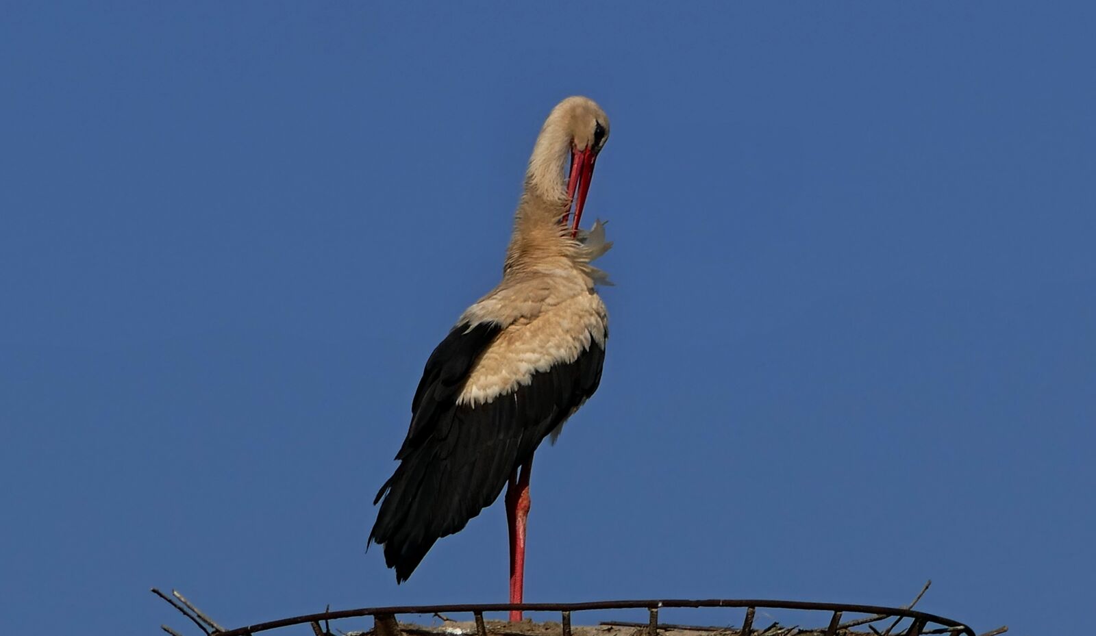 Panasonic Lumix DMC-FZ1000 sample photo. Stork, white, nature photography