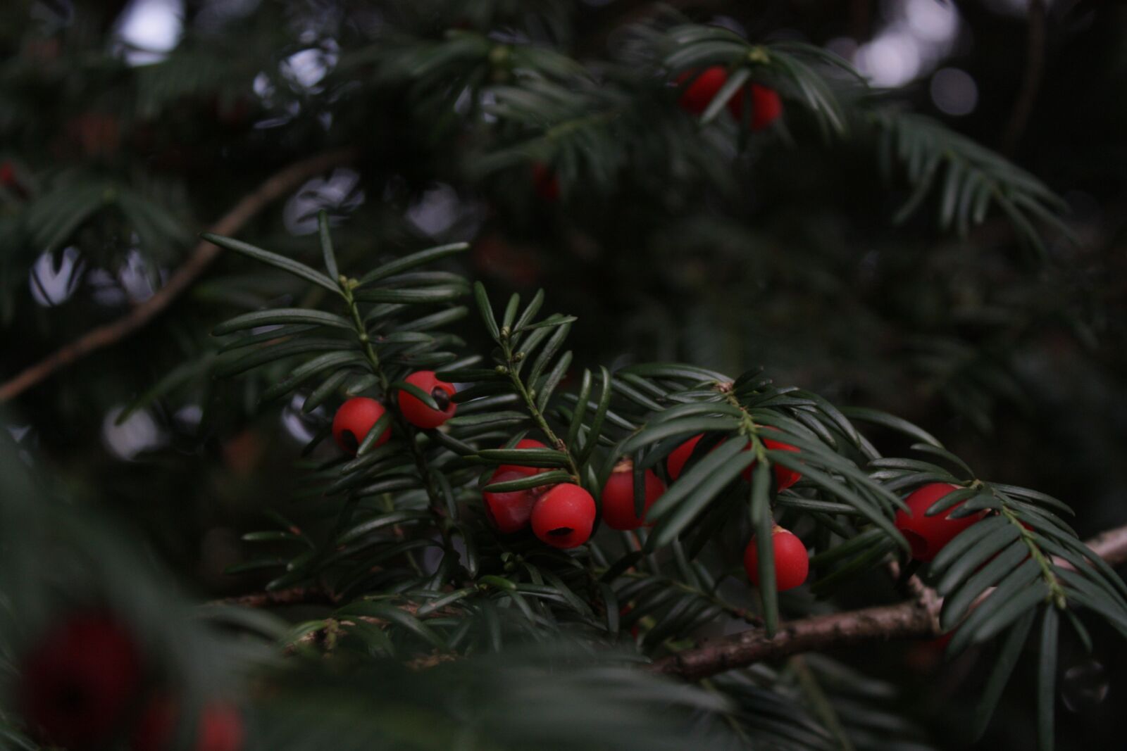 Canon EOS 450D (EOS Rebel XSi / EOS Kiss X2) sample photo. Fir tree, fir green photography