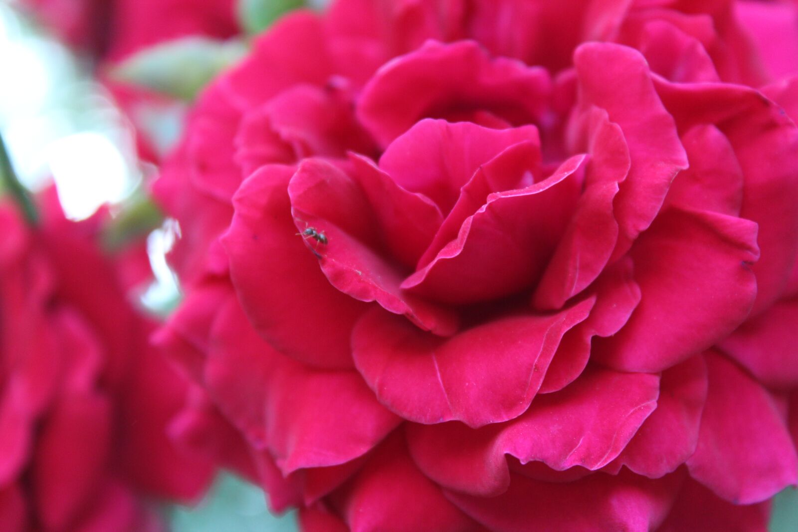 Canon EOS 600D (Rebel EOS T3i / EOS Kiss X5) sample photo. Rose, ant, flowers photography