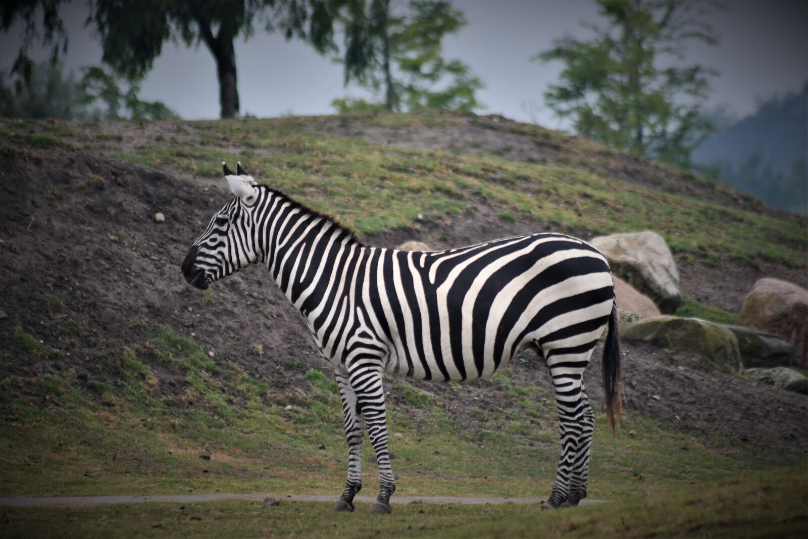 Nikon D7500 sample photo. Zebra, close up, portrait photography