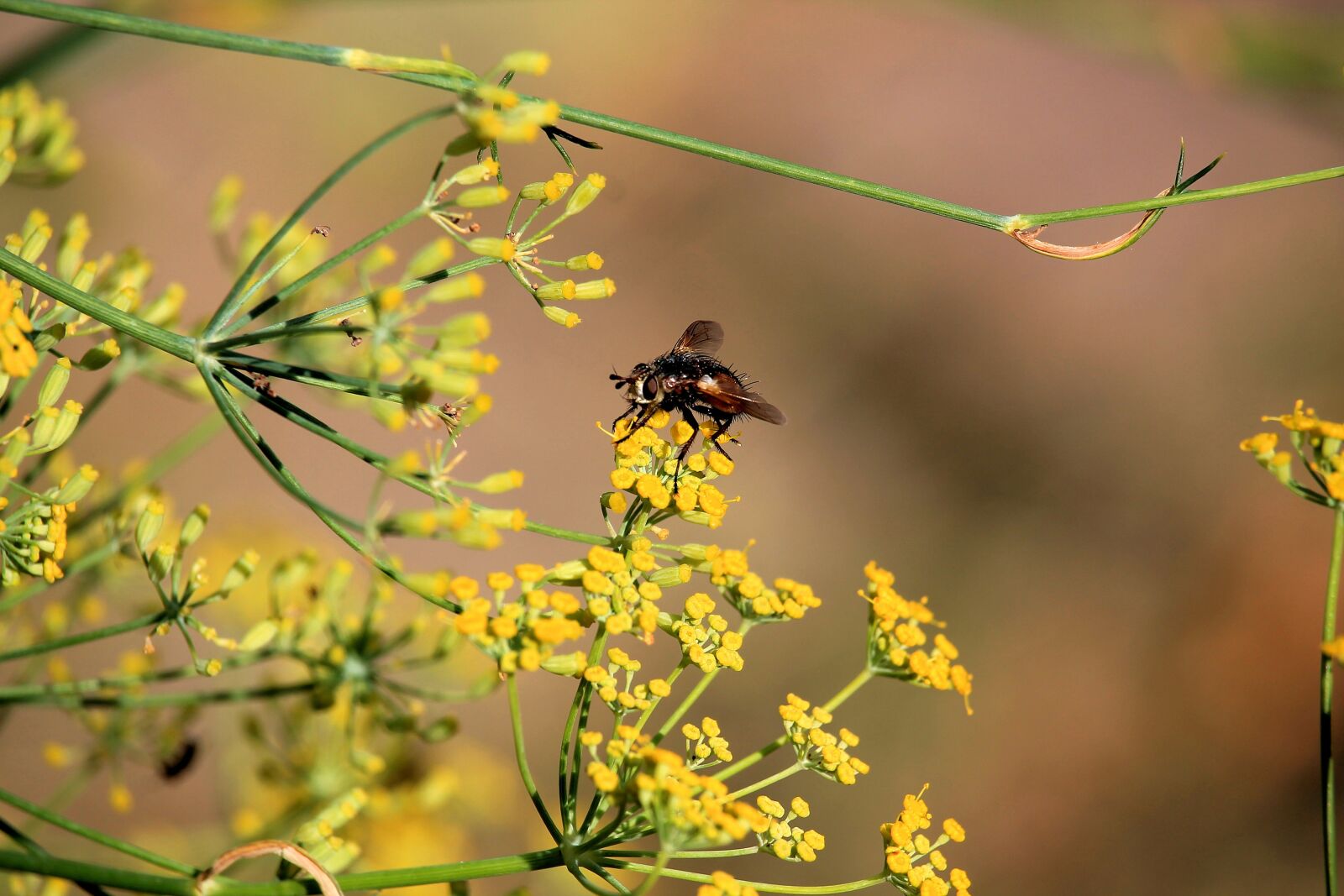 Canon EF-S 55-250mm F4-5.6 IS STM sample photo. Flowers, yellow, insect photography