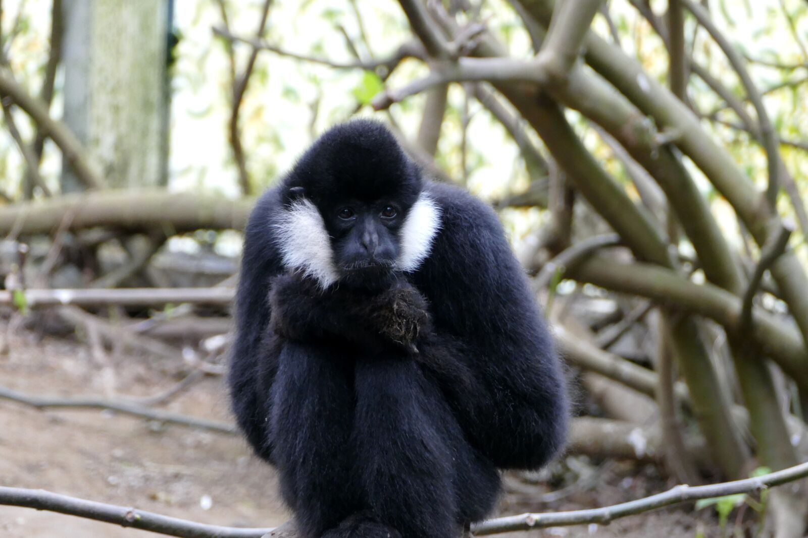 Panasonic Lumix DMC-FZ1000 sample photo. Nature, wood, monkey photography