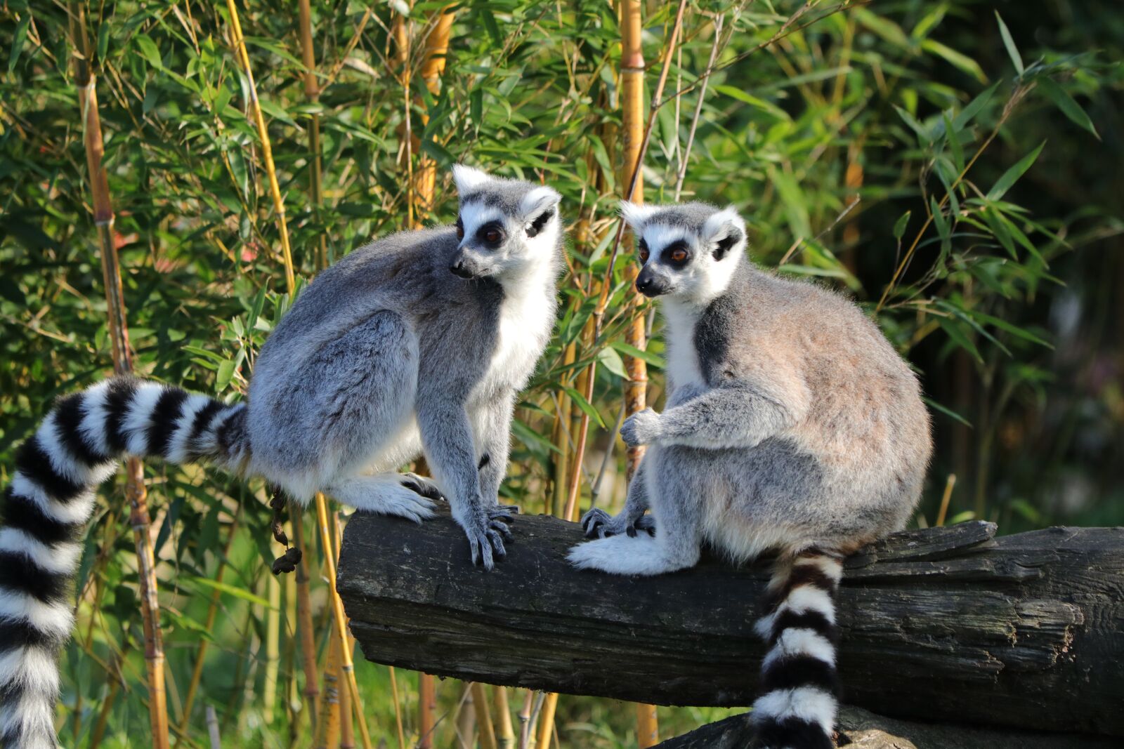 Canon EF 70-300 F4-5.6 IS II USM sample photo. Maki, lemurs, madagascar photography